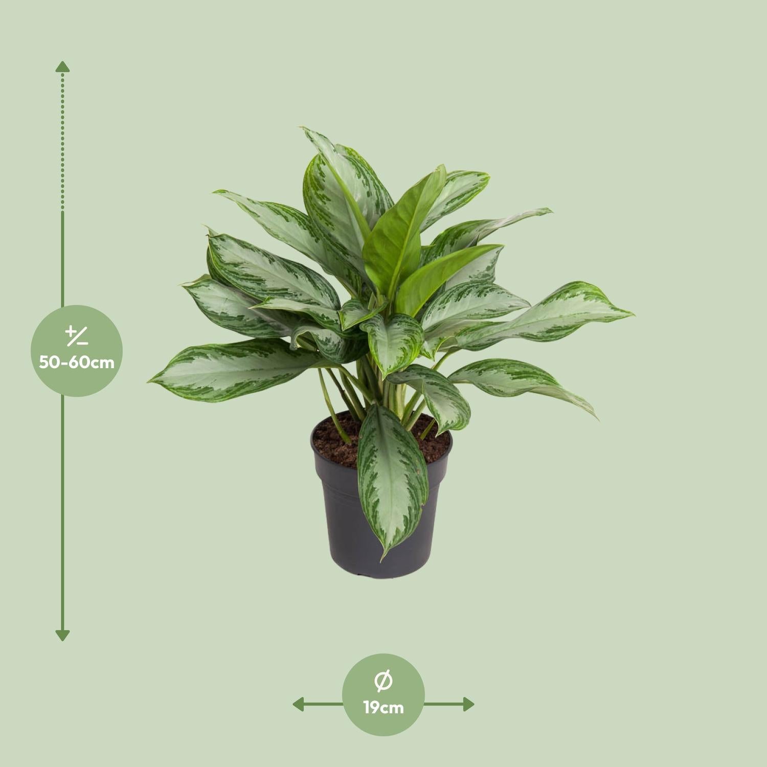 Kolbenfaden - Aglaonema Cutlass - Ø19cm - ↕60cm