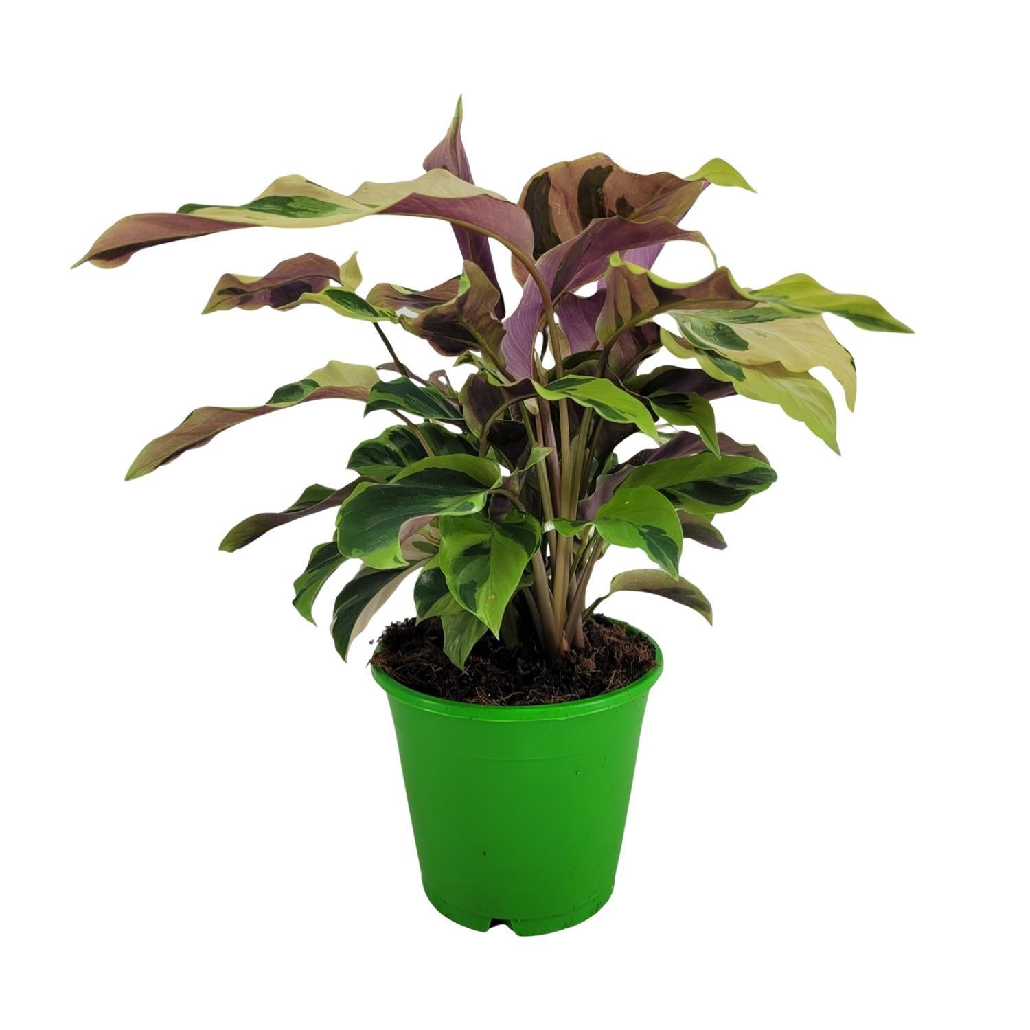 Gebetspflanze - Calathea Yellow Fusion Ø14cm - ↕14cm