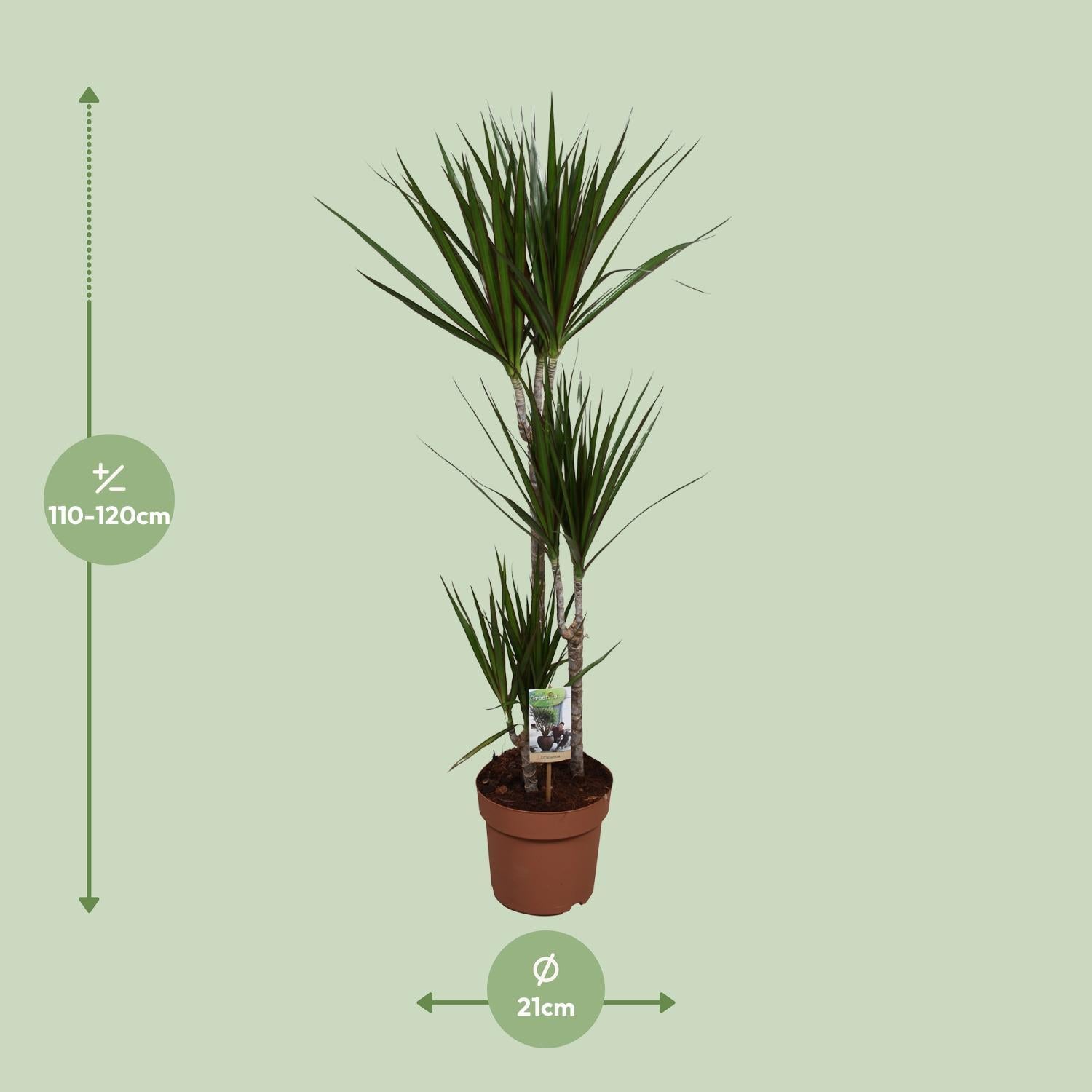 Drachenbaum Marginata - Dracaena Marginata - Ø21 ↕120