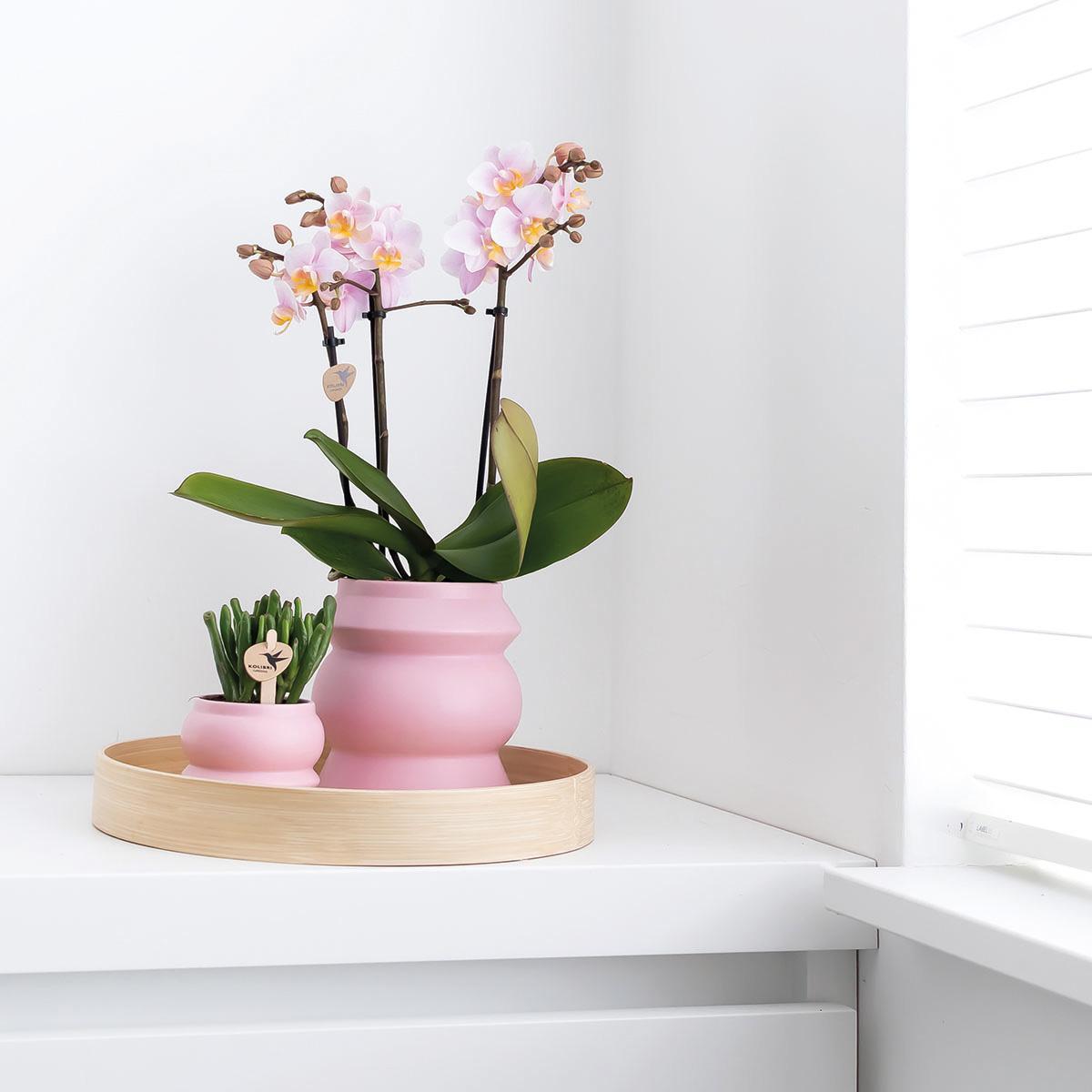 Kolibrie-orchideeën | COMBI DEAL van 2 roze phalaenopsis orchideeën - Andorra - potmaat Ø9cm | bloeiende kamerplant - vers van de veredelaar