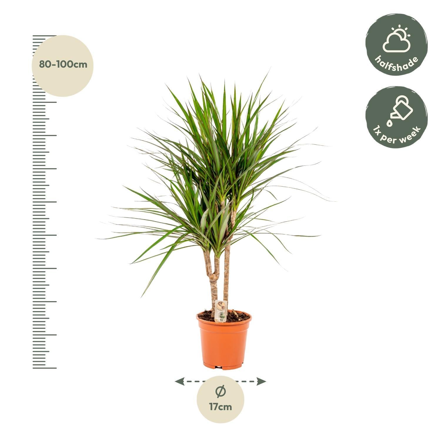 Drachenbaum Marginata - Dracaena Marginata - Ø17cm - ↕90cm