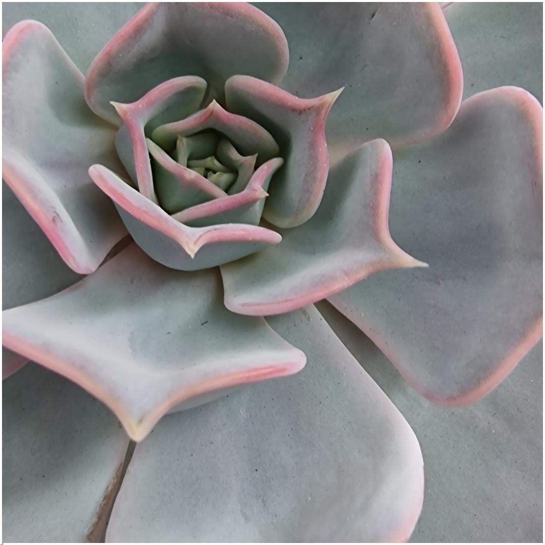 Schnittecheveria - ROOTLESS Succulent Echeveria Lilacina auf Wanddeko Ring schwarz Ø20 cm - ↕20 cm