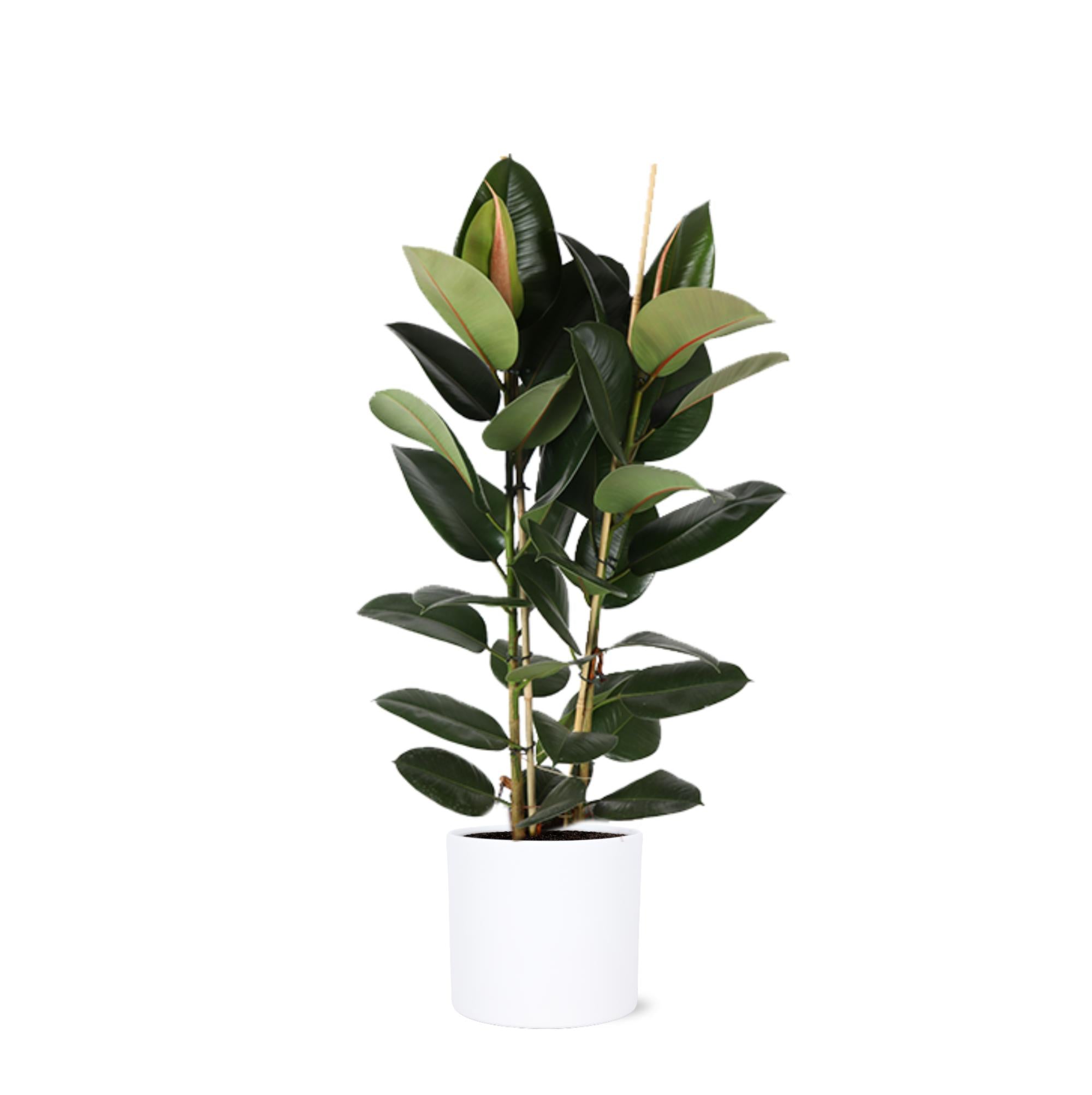 Gummibaum Ficus Elastica Robusta Ø24cm - ↕110cm in Era Topf weiß