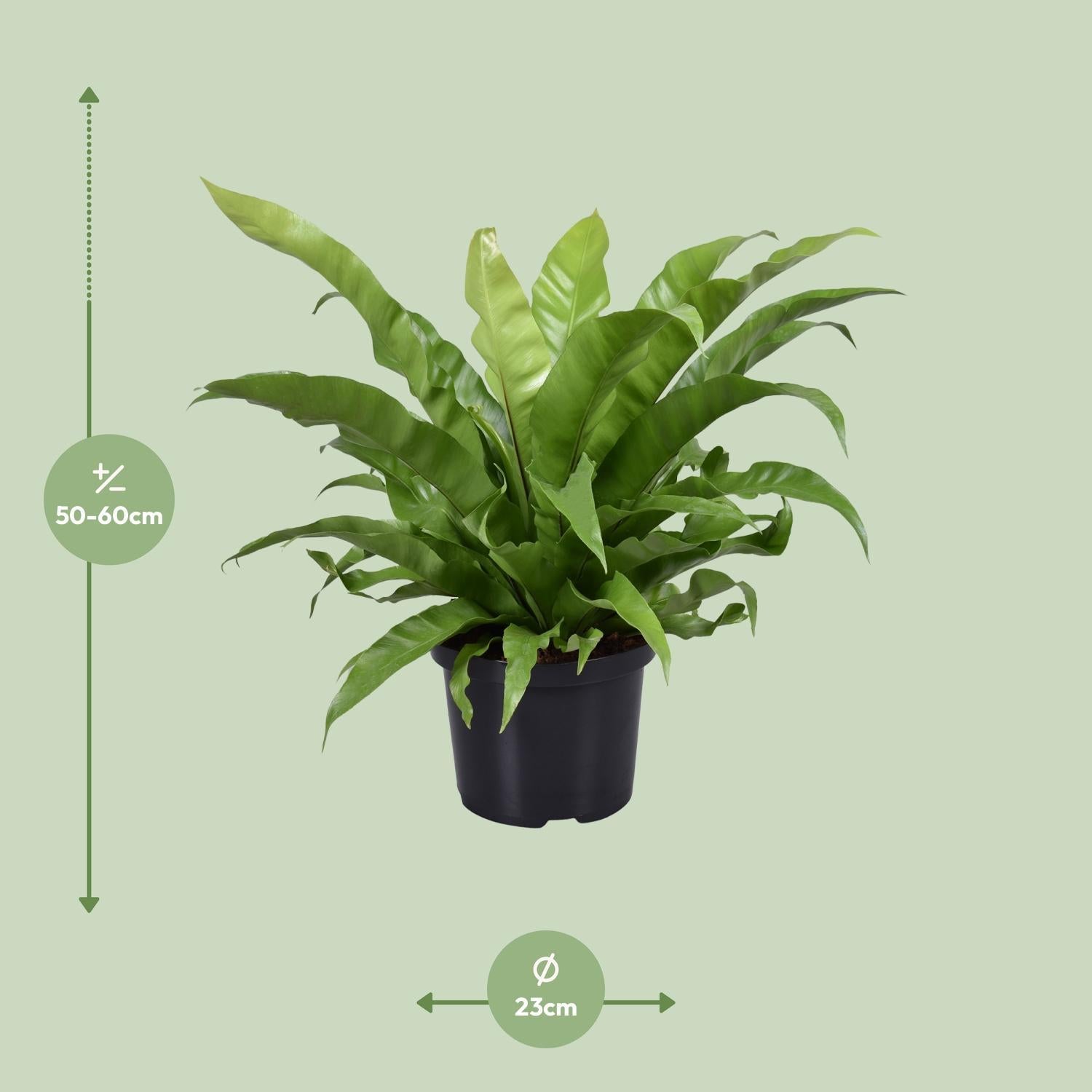 Japanischer Vogelnestfarn - Asplenium Antiquum - Ø23cm - ↕60cm