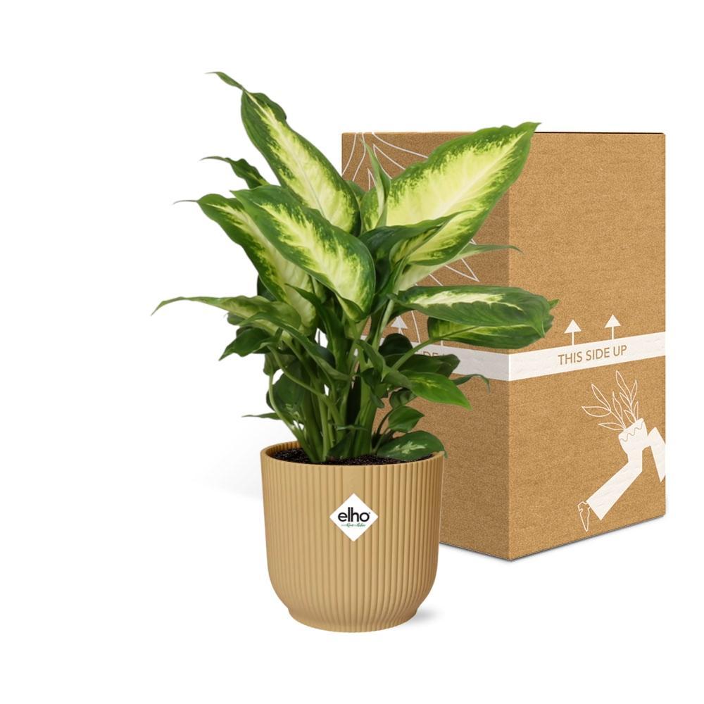 Dieffenbachia ‘Camilla’ in ELHO Vibes Fold 14cm Topf Gelb