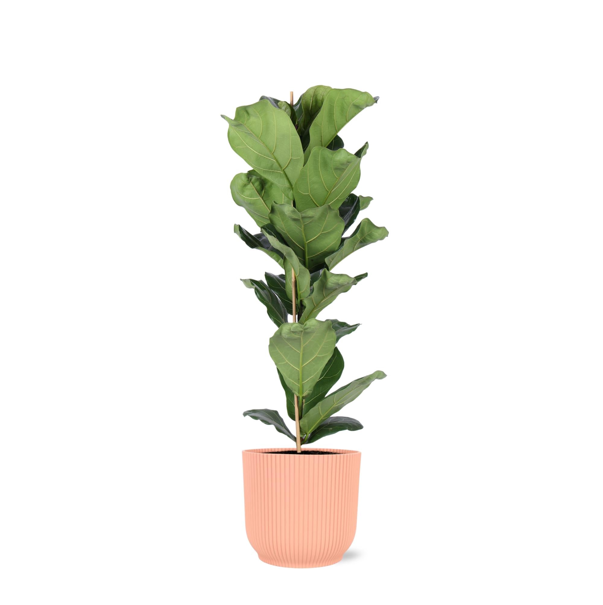 Geigenfeige - Ficus Lyrata - Ø21cm - ↕90cm in Vibes Topf rosa