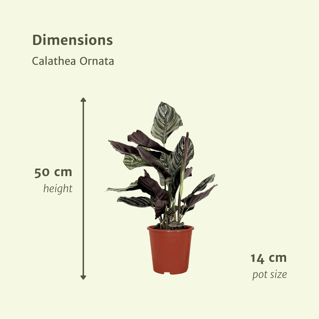 2x Calathea Ornata - pauwenplant - 50cm - ø14