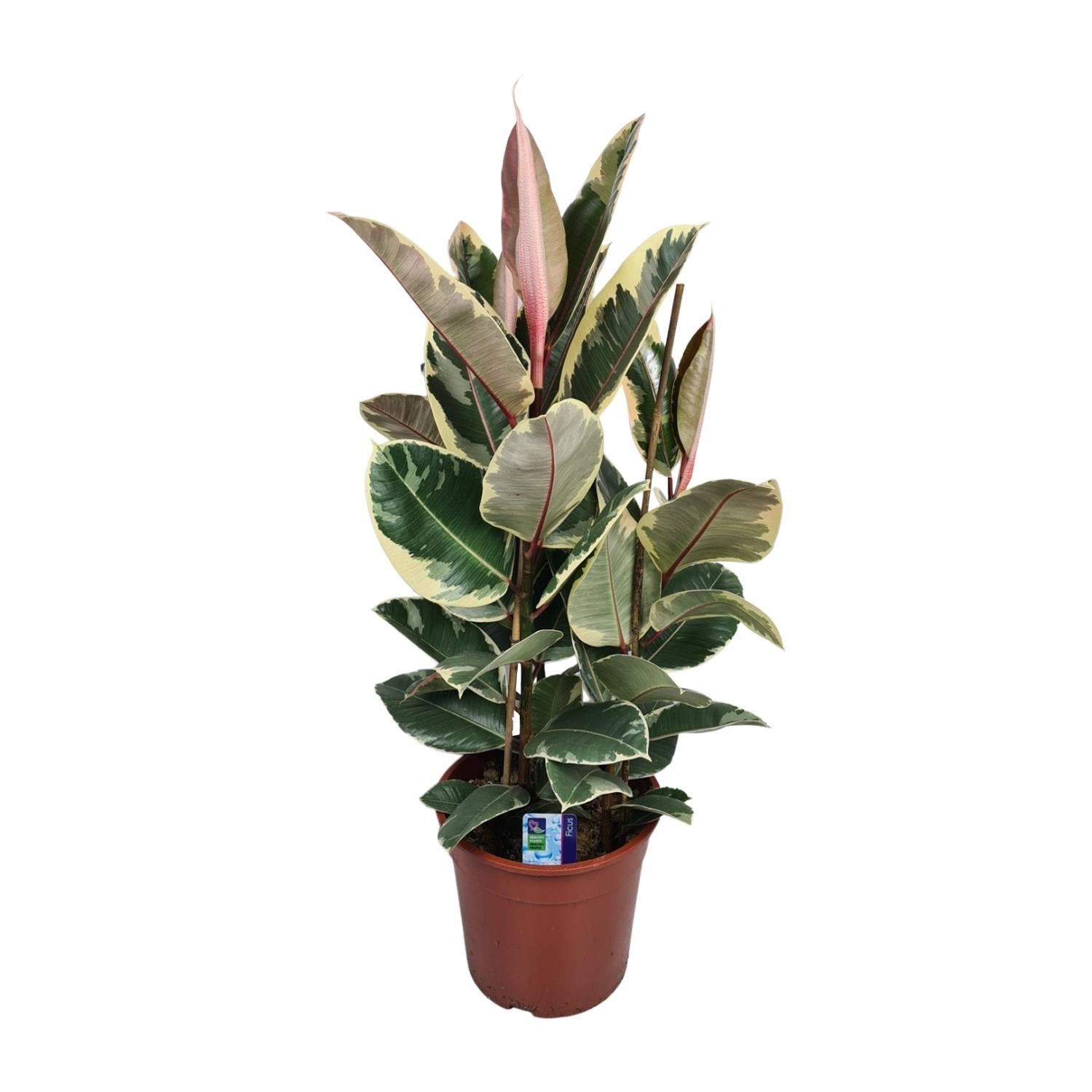 Gummibaum Ficus Elastica Tineke - Ø27cm - ↕85cm