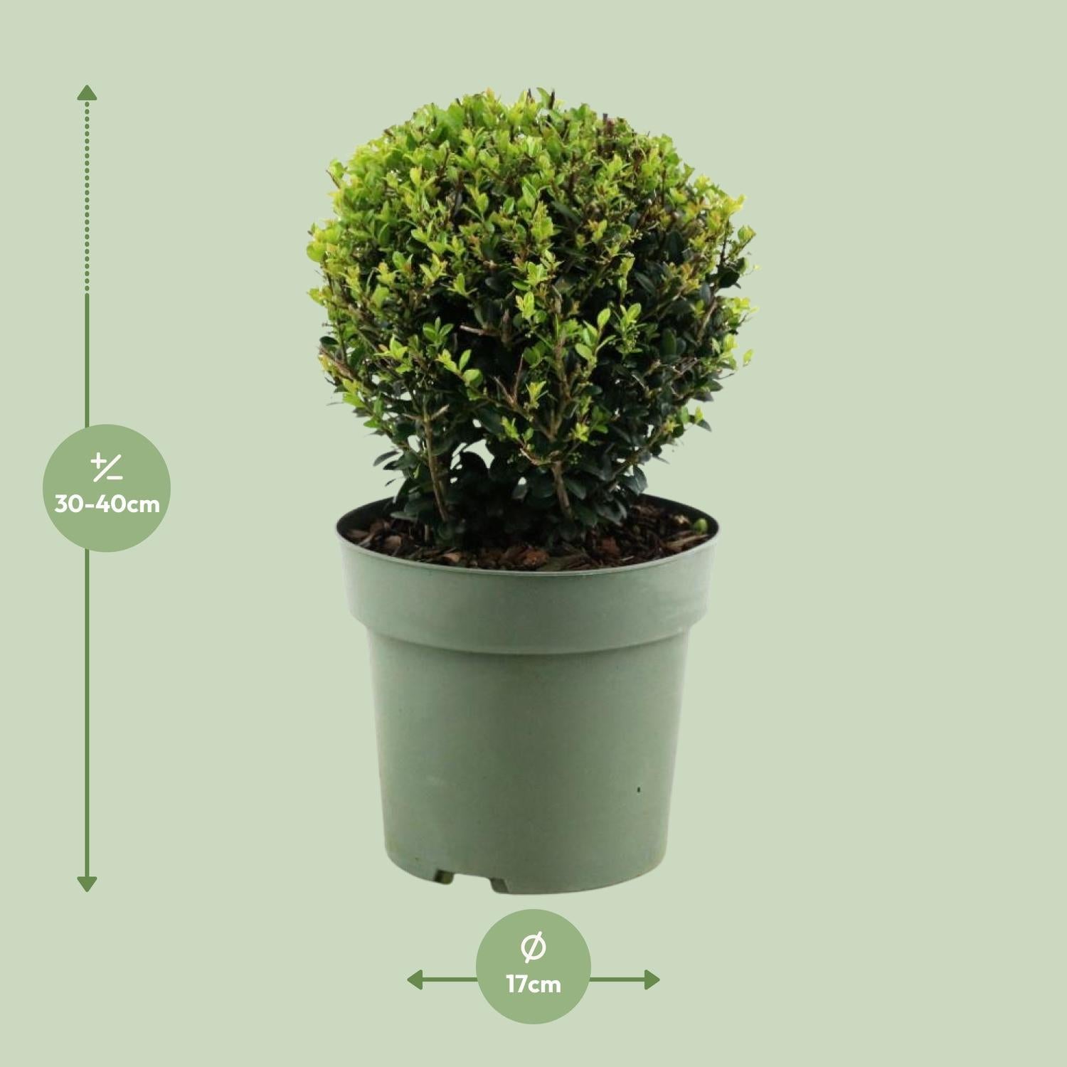 Ilex Crenata 'Jenny'® Ball Ø20cm P17 - Ø17cm - ↕40cm