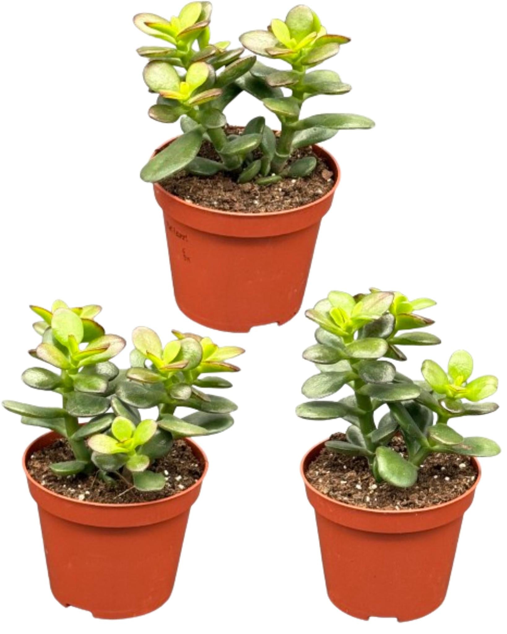 Vetplanten - Crassula Minor - 8,5cm Ø - ↕️10-17cm - 3 stuks - geen