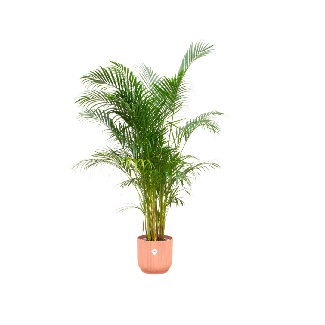 Arecapalme Dypsis lutescens inklusive elho Vibes Fold Round Topf rosa Ø30 - 160 cm