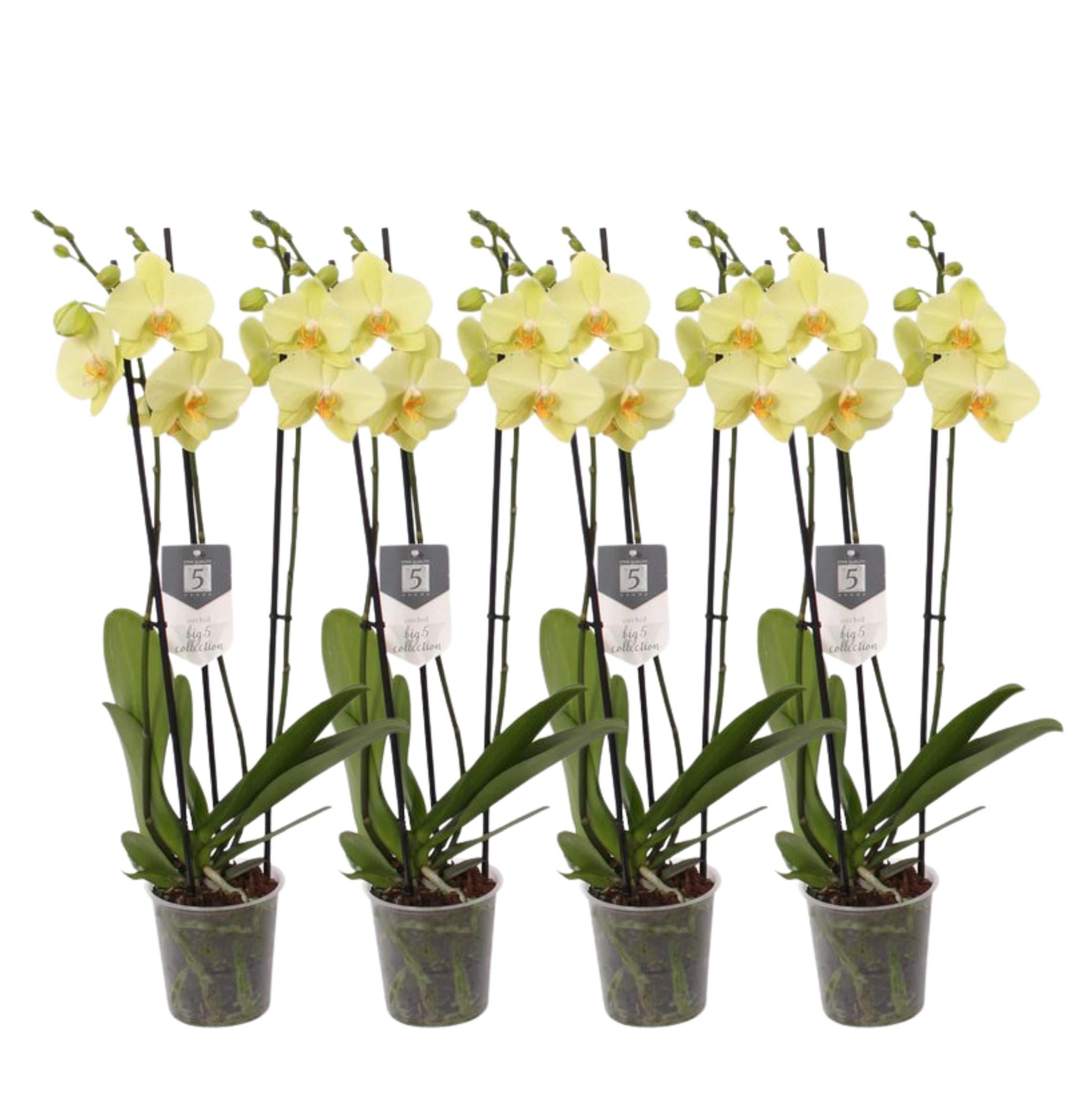 Orchidee Set von 4 - Phalaenopsis Volterra orchidee - 60 cm - Ø12cm