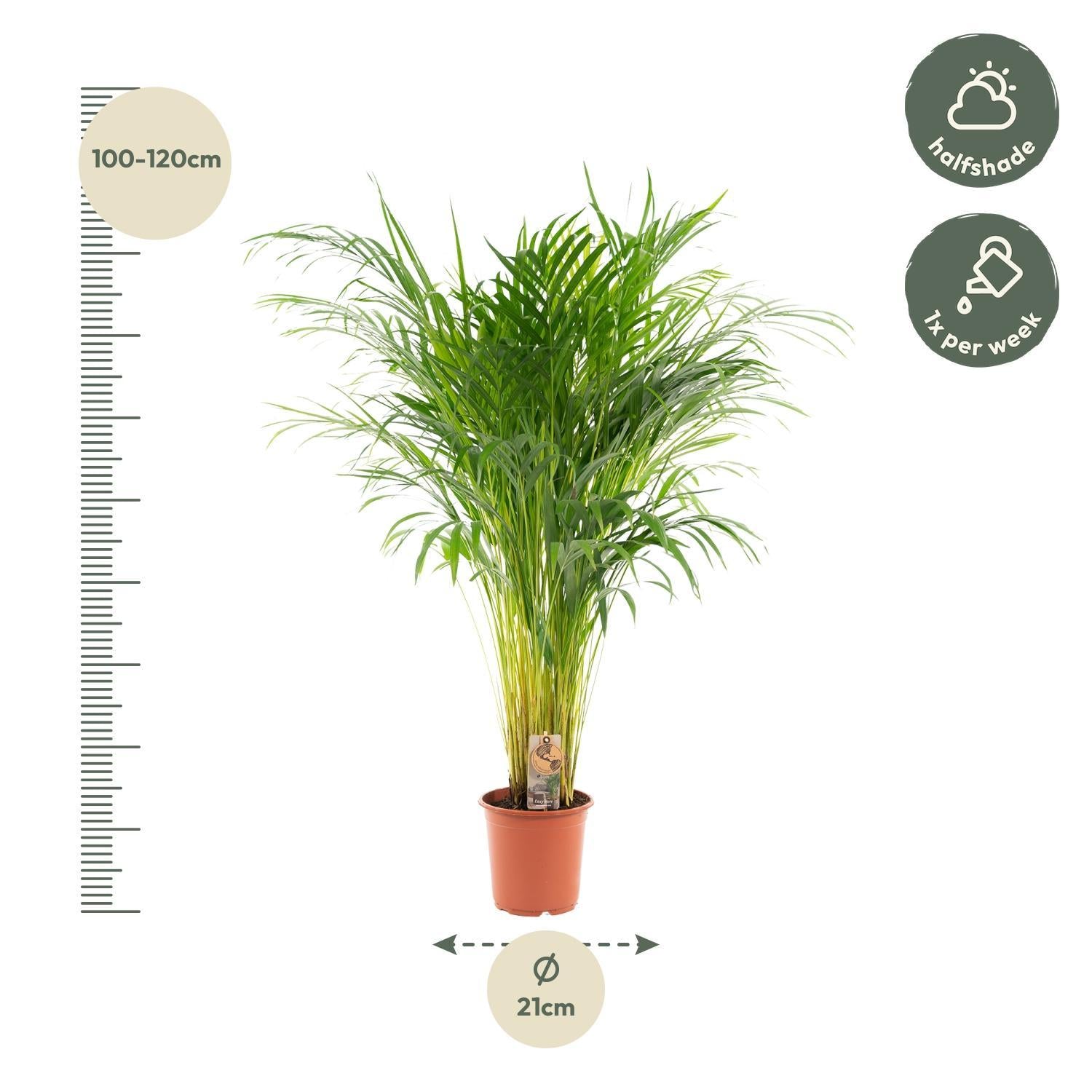 Arecapalme Dypsis lutescens - Ø21cm - ↕110cm