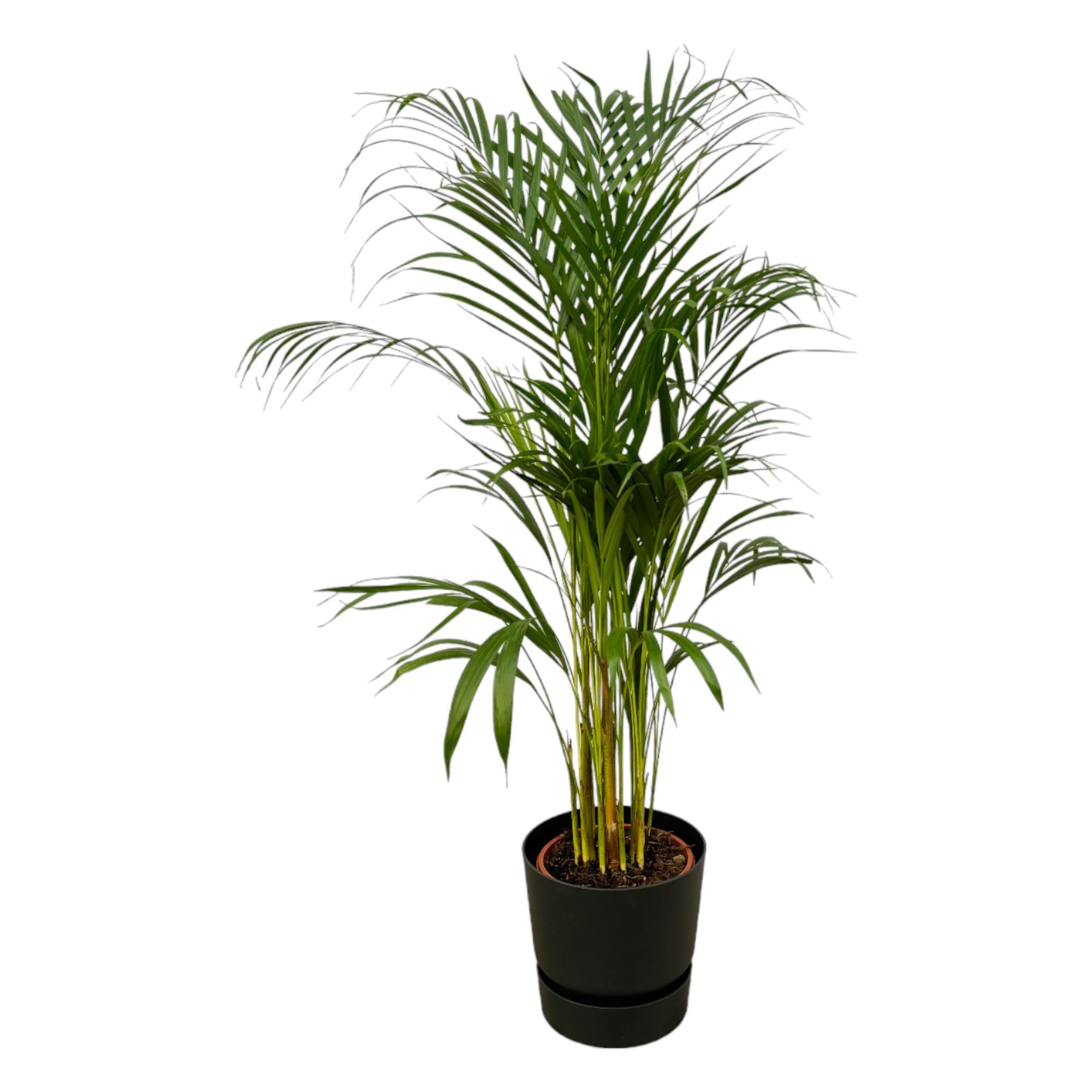 Areca palm - ↨110cm - Ø21cm inclusief de Greenville Round zwart D24xH23