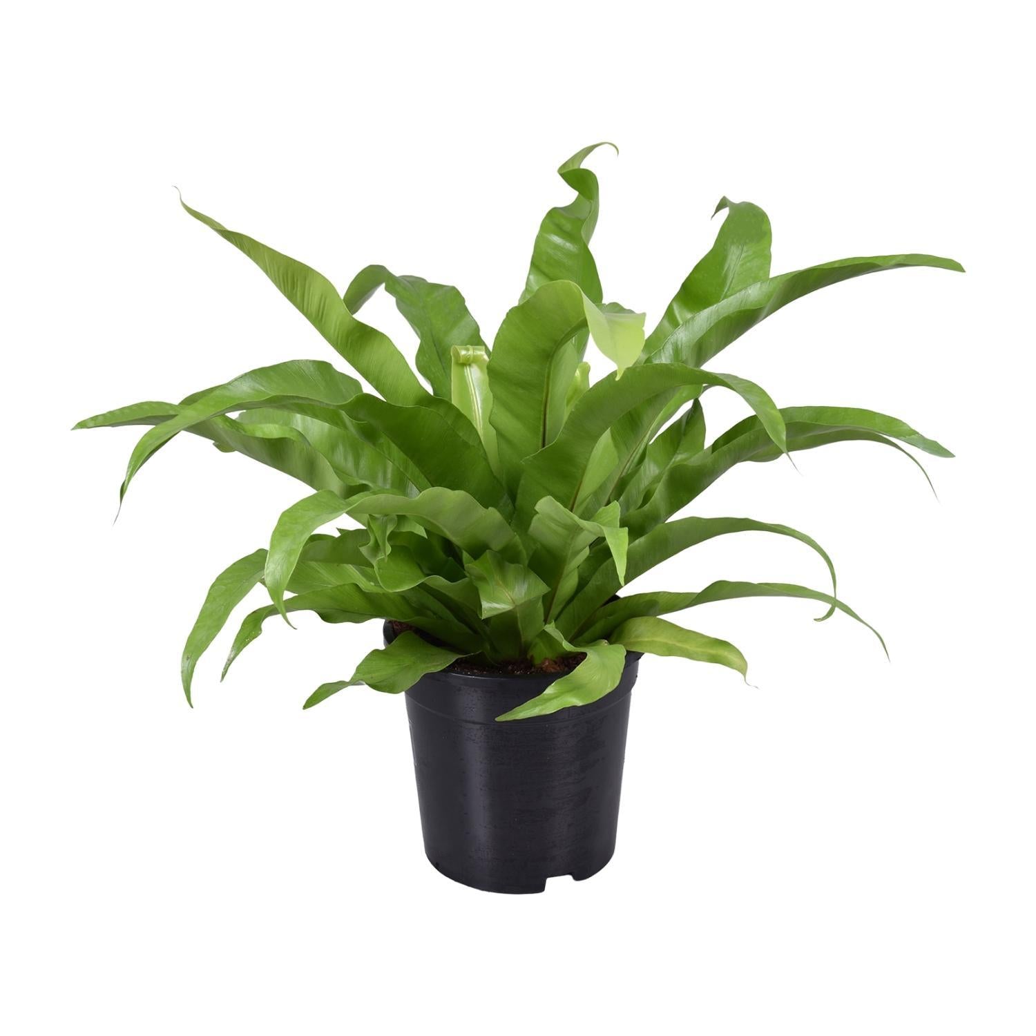 Japanischer Vogelnestfarn - Asplenium Antiquum - Ø17cm - ↕45cm