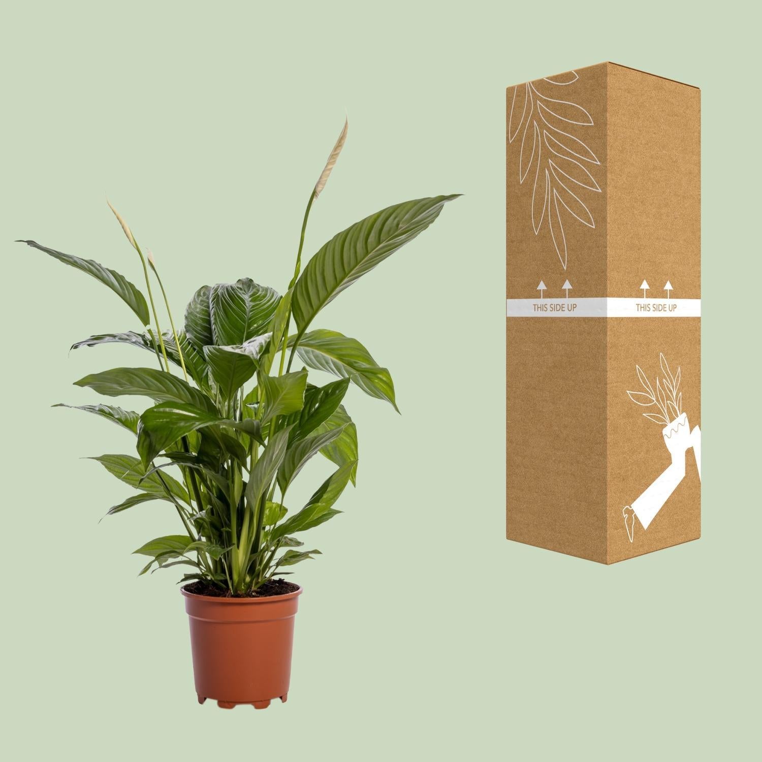 Spathiphyllum Bingo Cupido - Ø19cm - ↕80cm