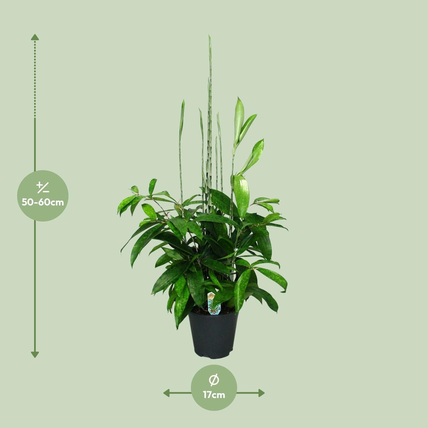 Japanischer Bambus - Dracaena Surculosa - Ø17cm - ↕60cm