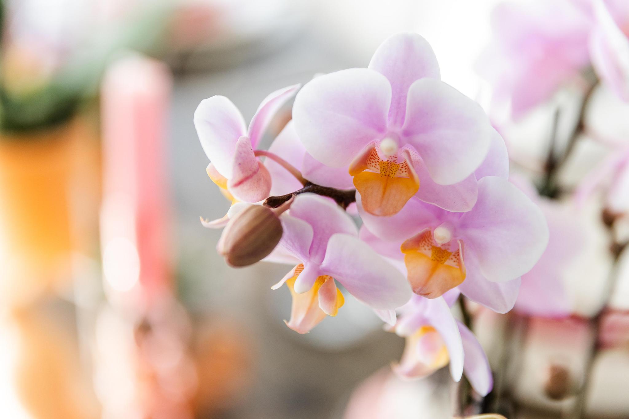 Orchidee Rosa Phalaenopsis Orchidee - Andorra - Topfgröße Ø9cm | blühende Zimmerpflanze - frisch vom Züchter