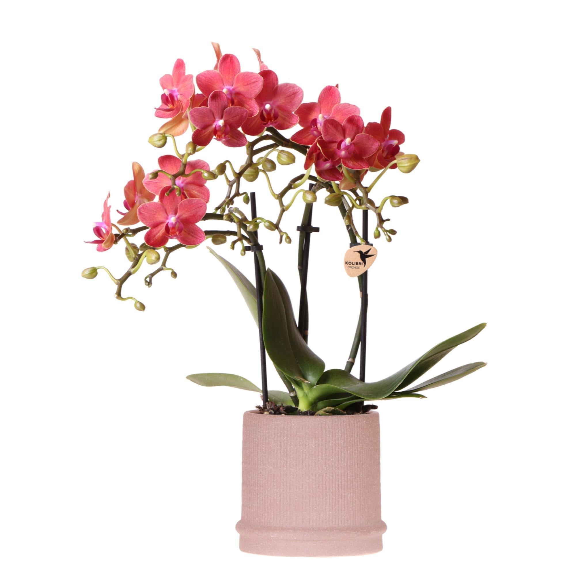 Orchidee - Rote Orchidee Congo + Bali Zierpot Sand - Topfgröße Ø9cm