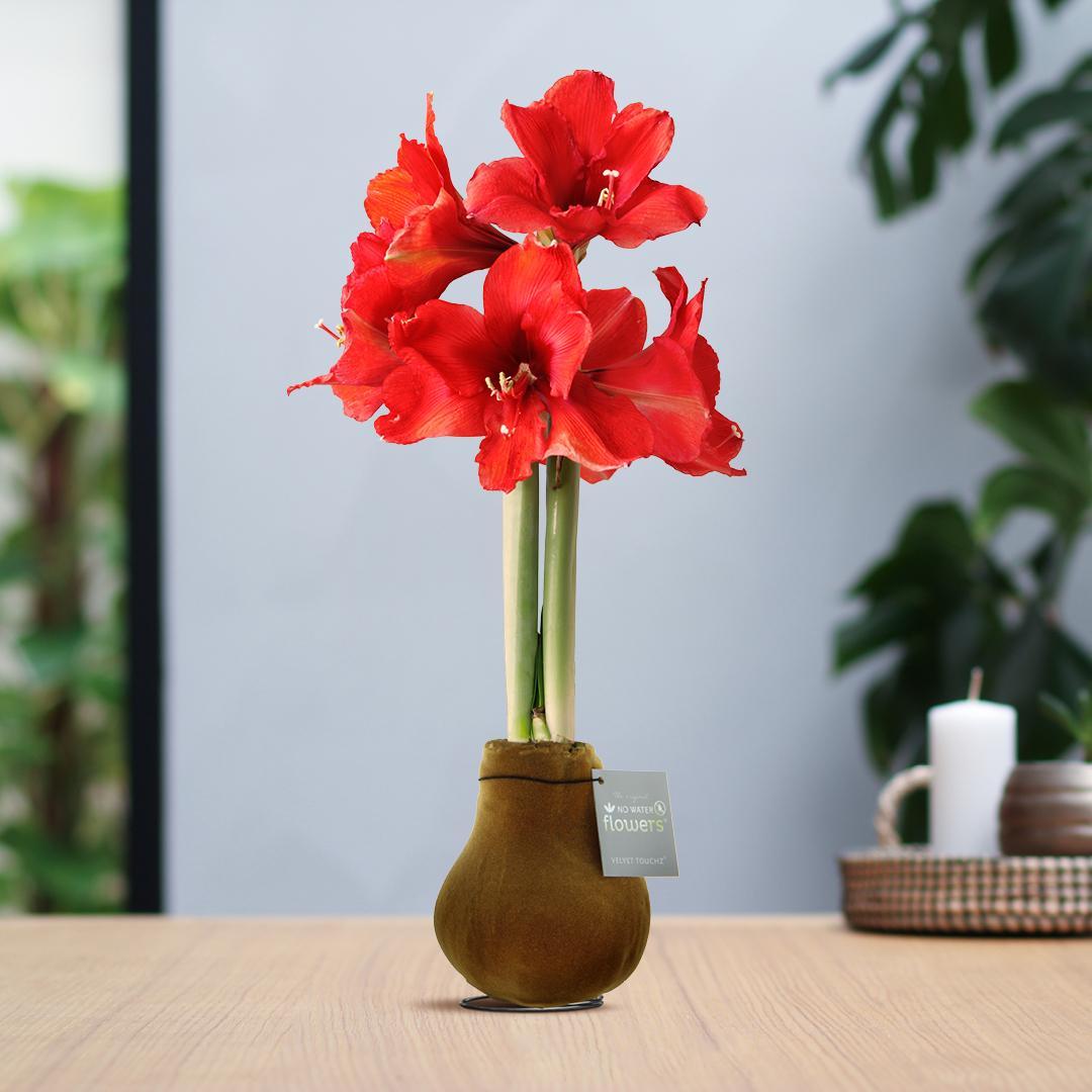 No Water Flowers® (wax amaryllis) | Velvet Touchz® - Copper + Red flower