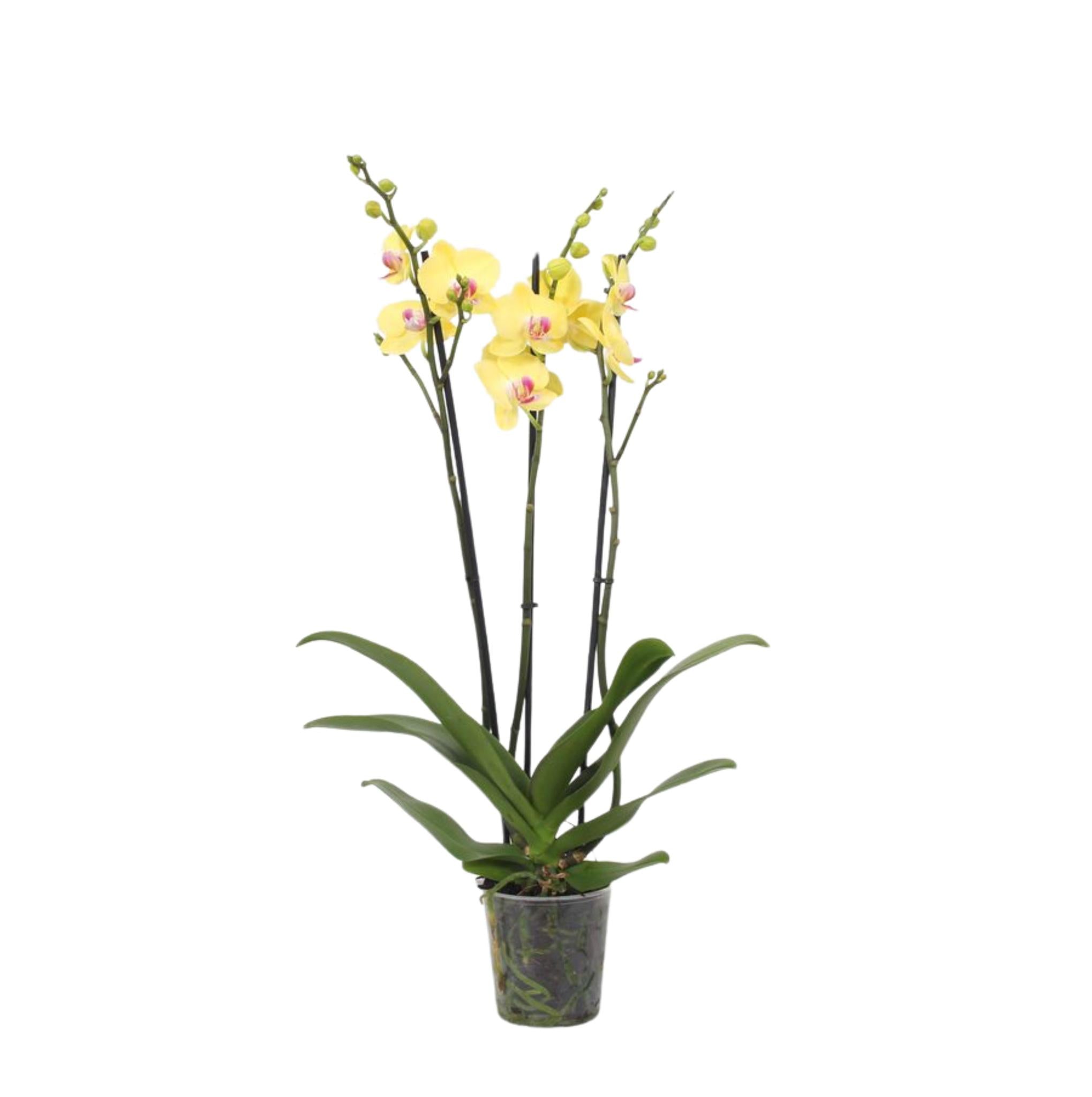 Orchidee Phalaenopsis Lime Light - 3 tak - 60 cm - Ø12cm