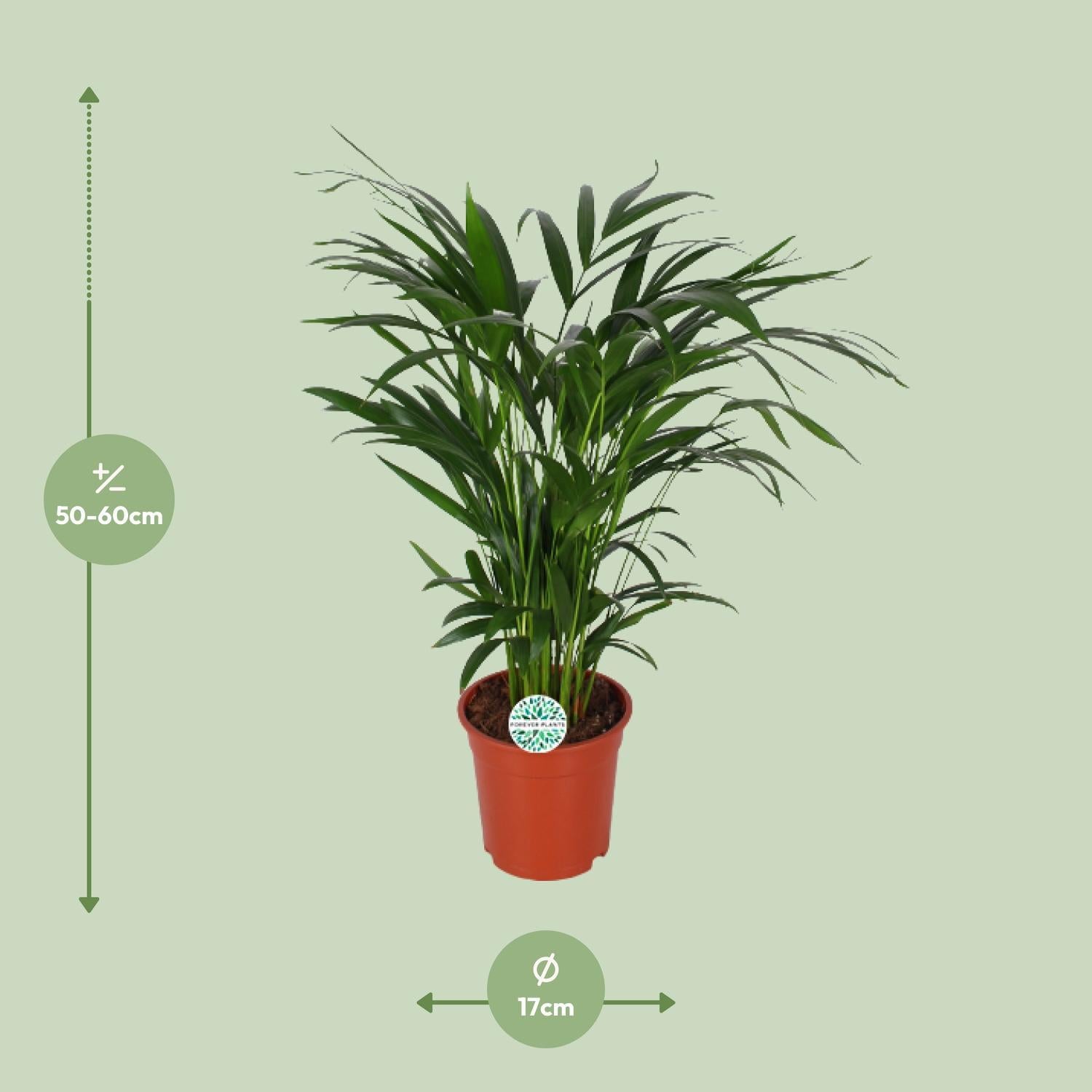 Arecapalme  Dypsis Lutescens - Ø17cm - ↕60cm