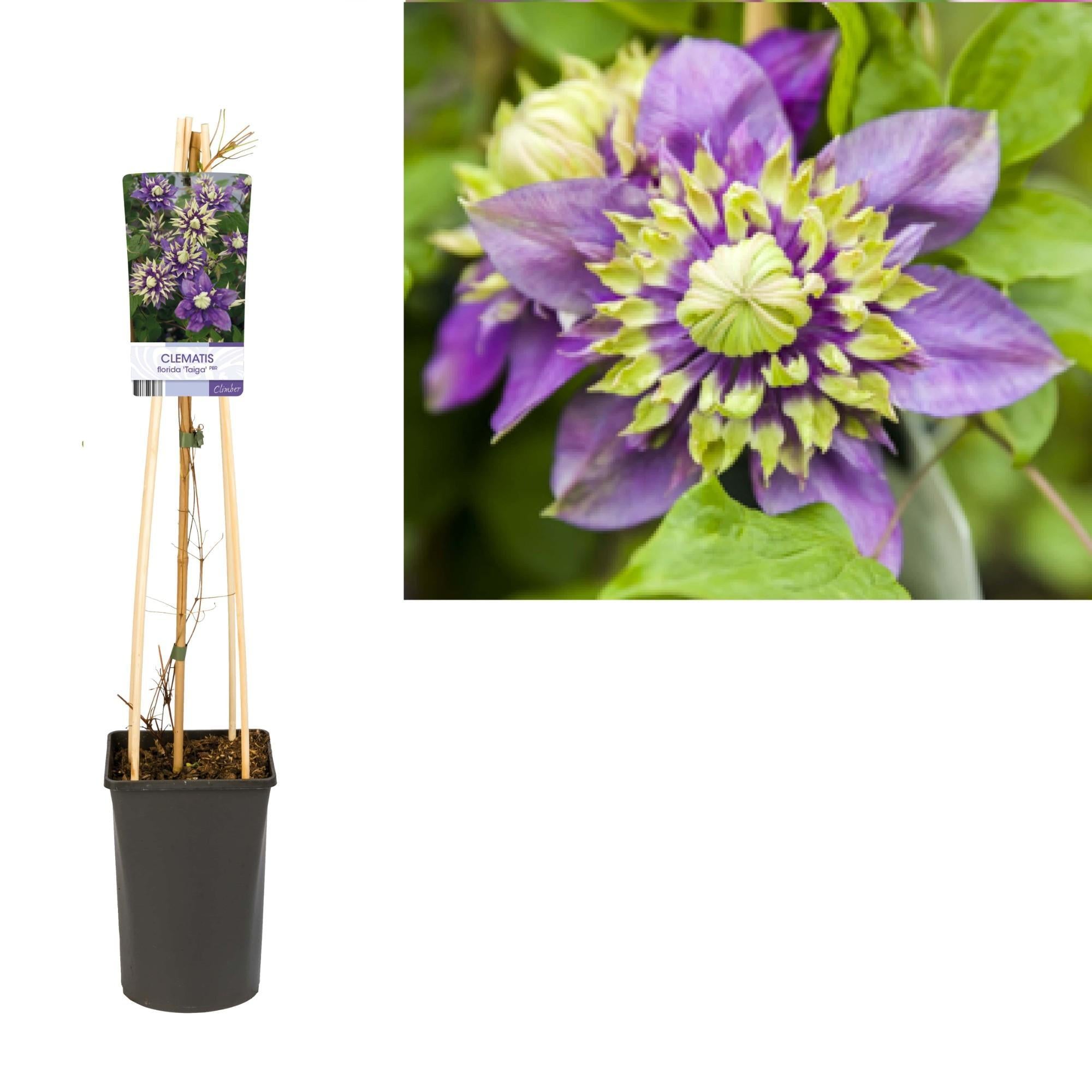 Clematis Florida 'Taiga' PBR +lichtlabel