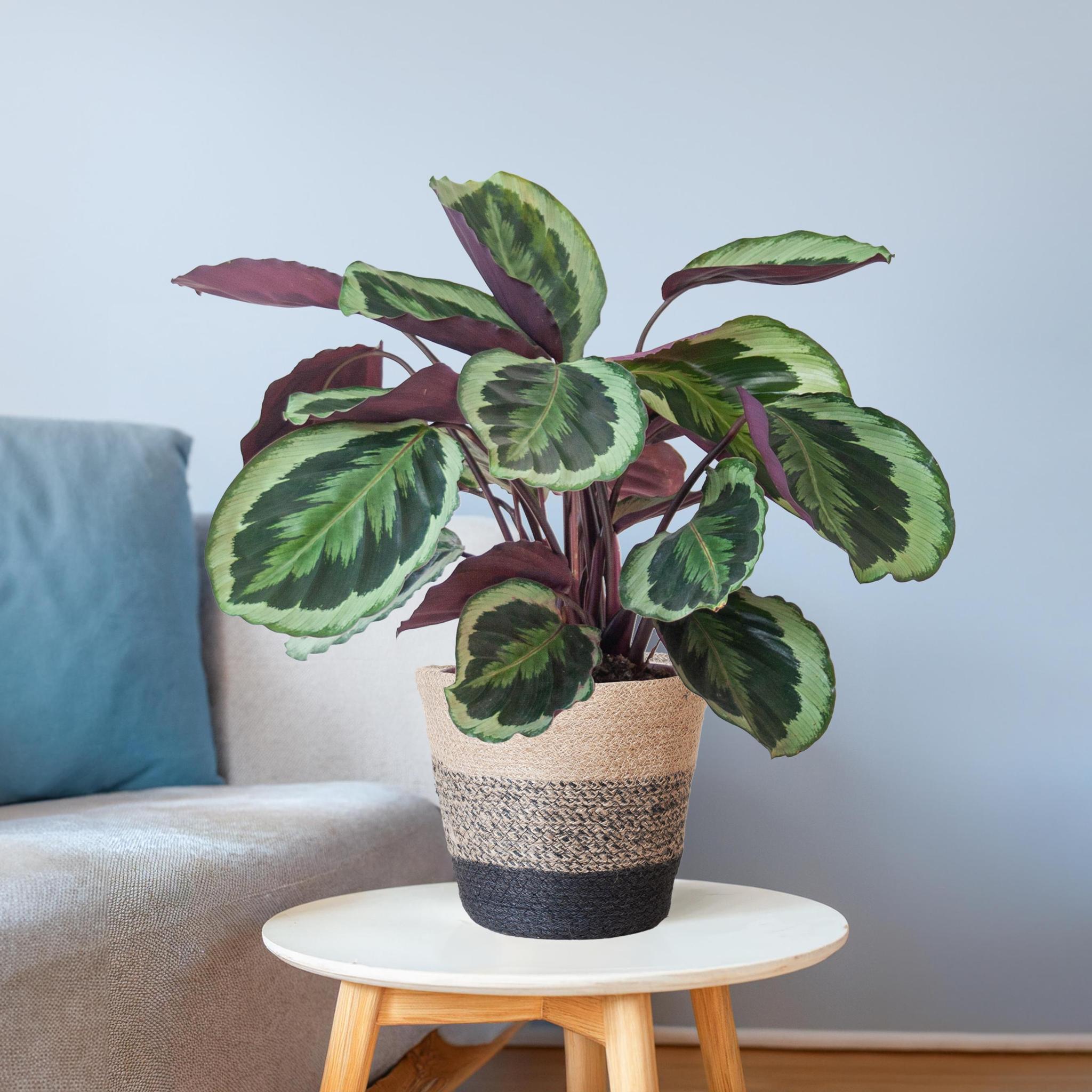 Pfauenpflanze - Calathea Medaillon mit Lissabon-Korb Schwarz - 65cm - Ø21