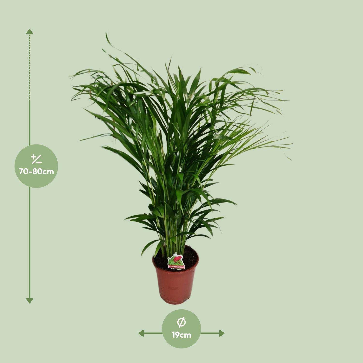 Arecapalme - Dypsis Lutescens - Ø19cm - ↕80cm