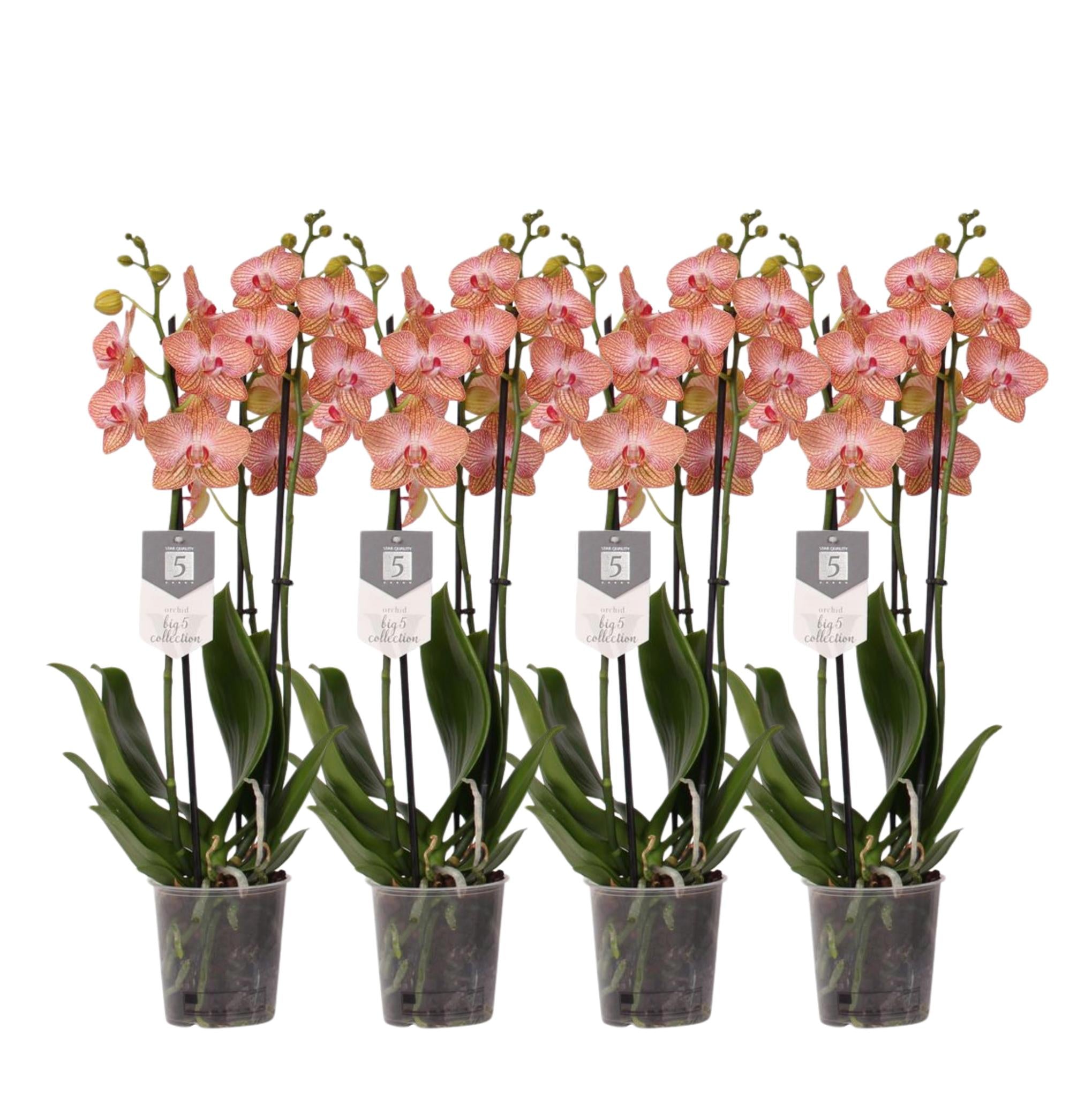 Orchidee Set voan 4 - Phalaenopsis Ravello orchidee - 60 cm - Ø12cm