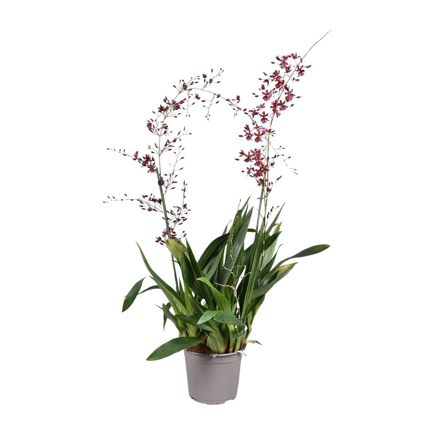 Orchidee: Oncidium Kers Baby - Ø17cm - ↕80cm