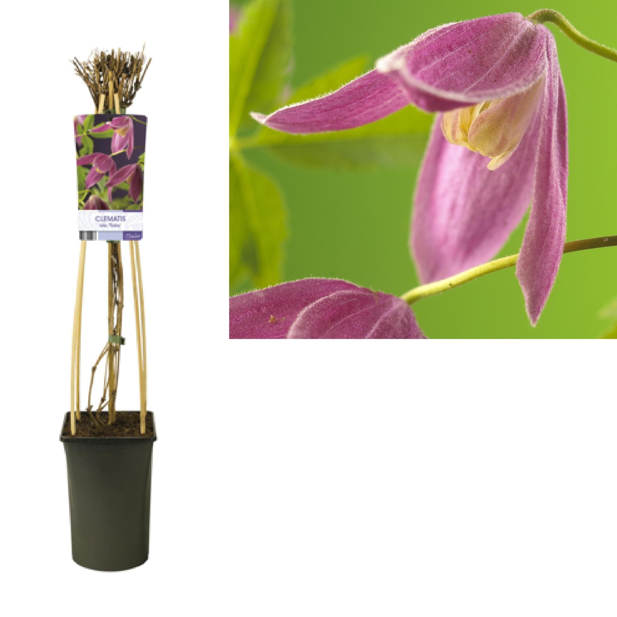 Clematis Alp. 'Ruby' +licht label