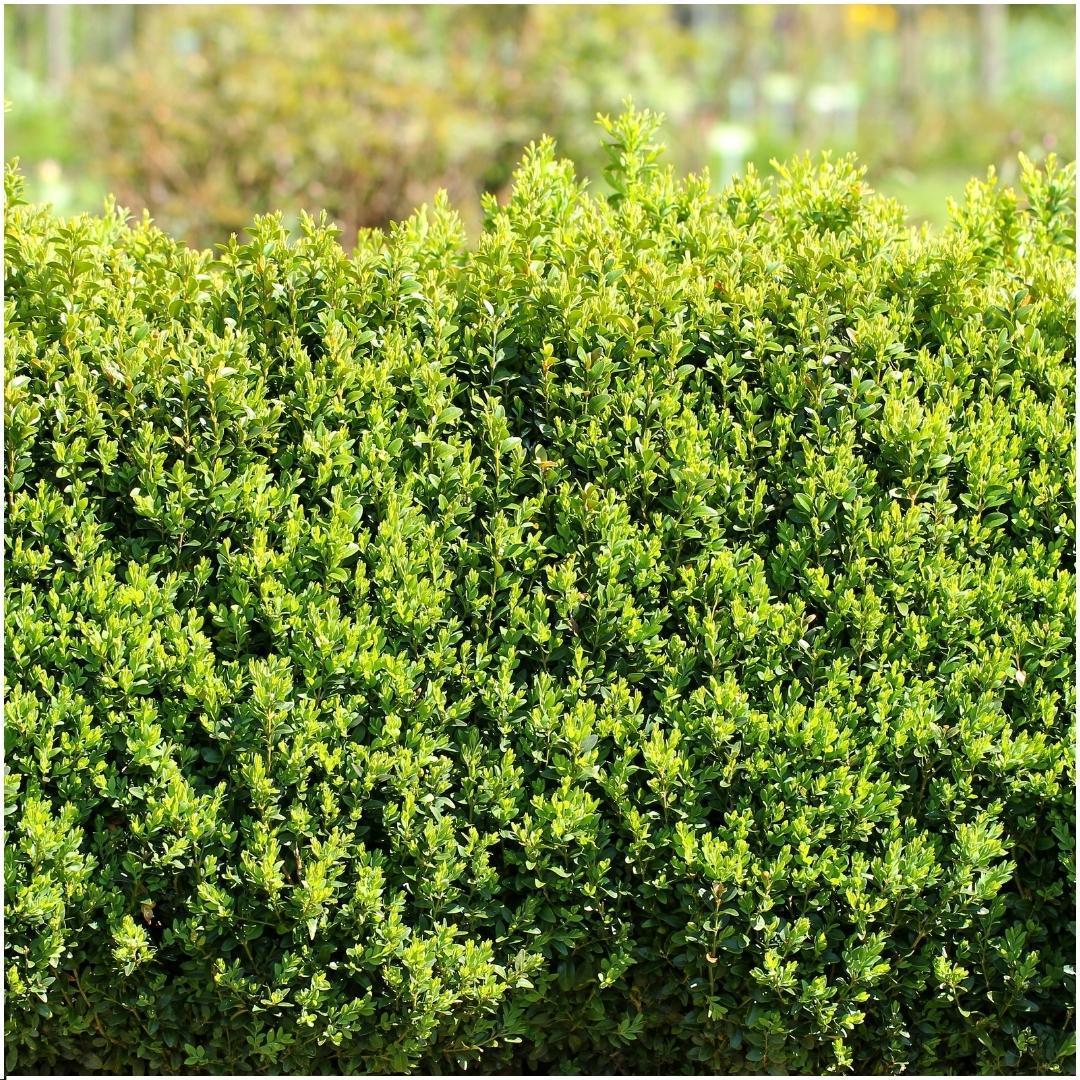 Buchsbaum Buxus semp Hecke  - ↕ 20 cm - 6 x Ø12 cm