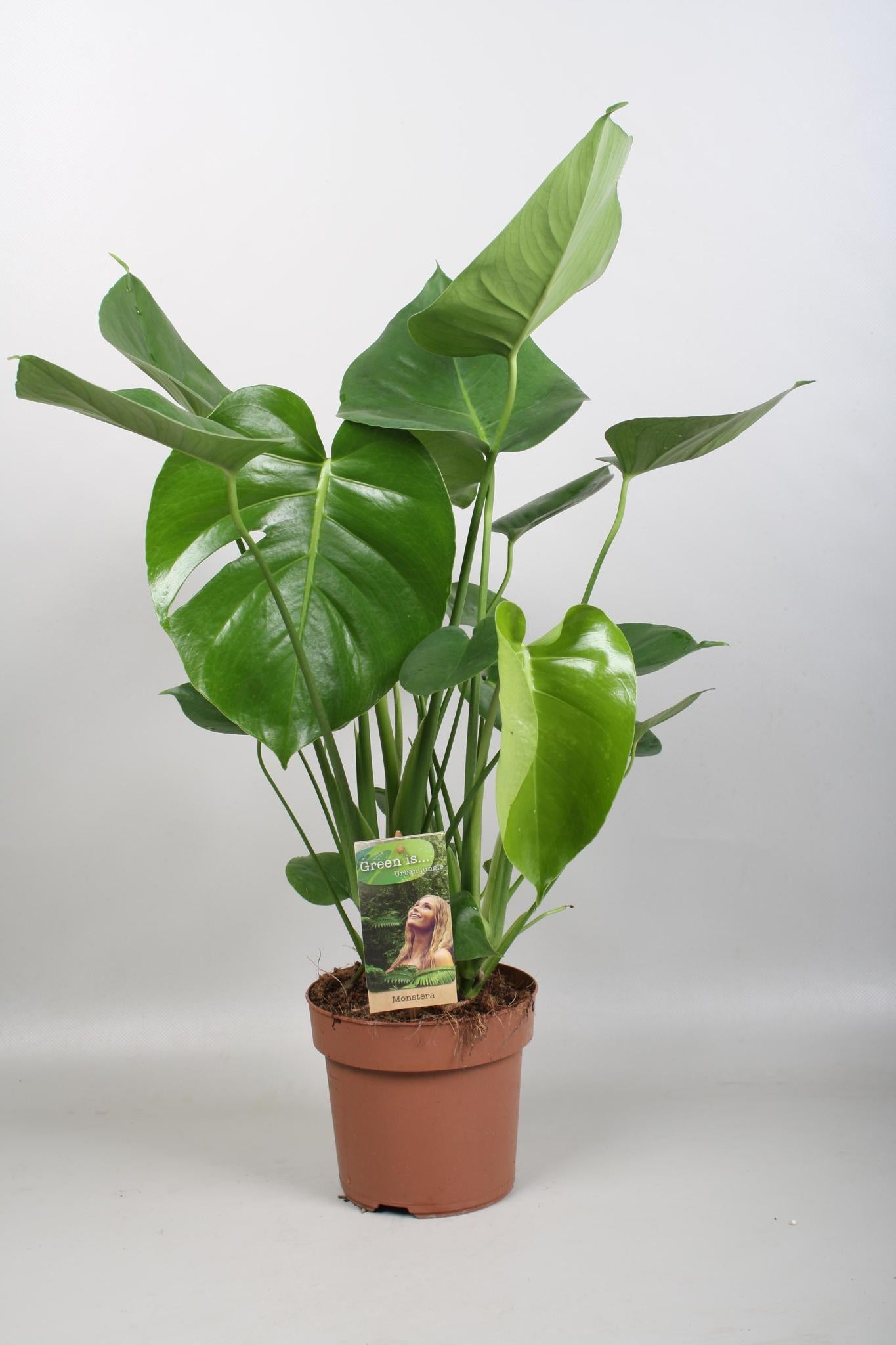 Schweizer Käsepflanze - Monstera Deliciosa - Ø17cm - ↕60cm