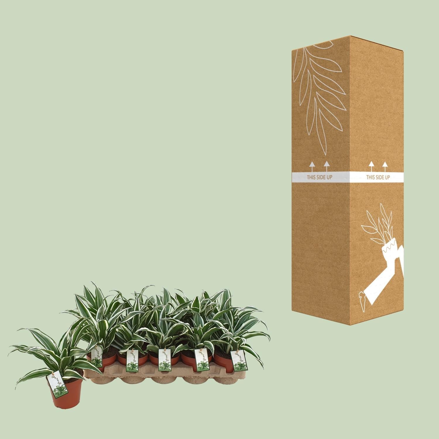 Dracaena Wit Juweel - Ø12cm - ↕25cm