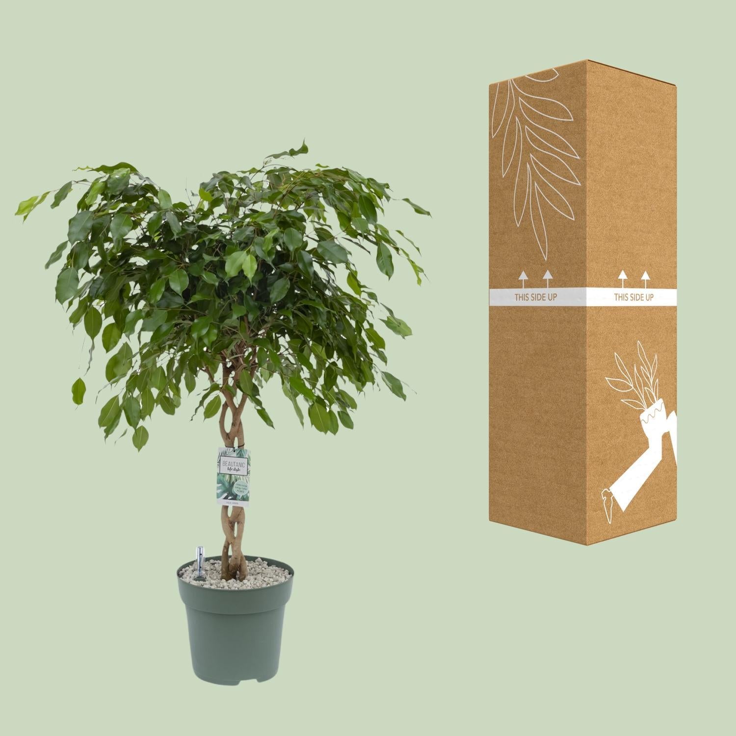 Birkenfeige - Ficus Adora / Exotica - Ø27cm - ↕120cm