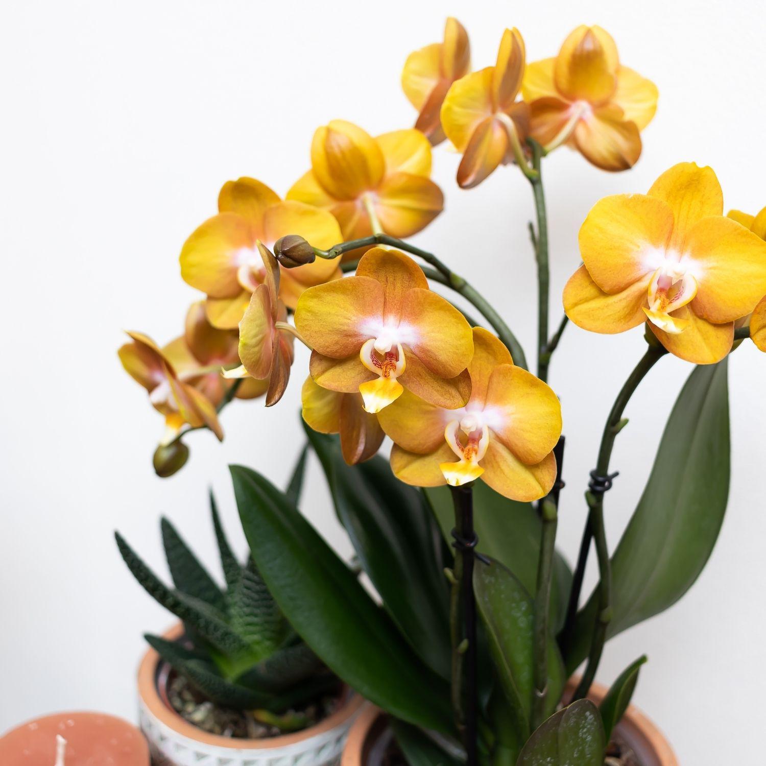 Orchidee Orange-goldene Phalaenopsis-Orchidee - Jewel Las Vegas - Topfgröße Ø12cm | blühende Topfpflanze - frisch vom Züchter