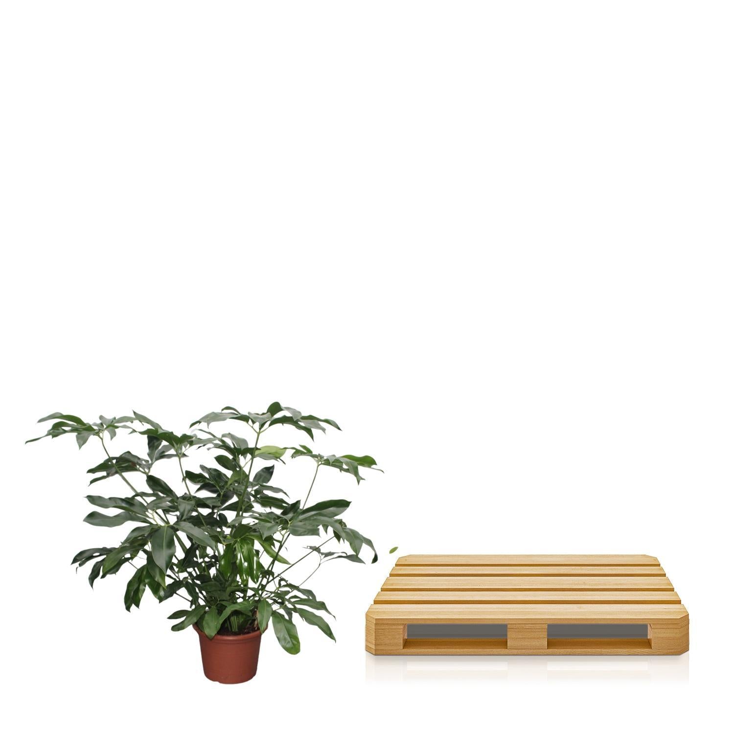 Philodendron Green Wonder XL - 140 cm - ø45