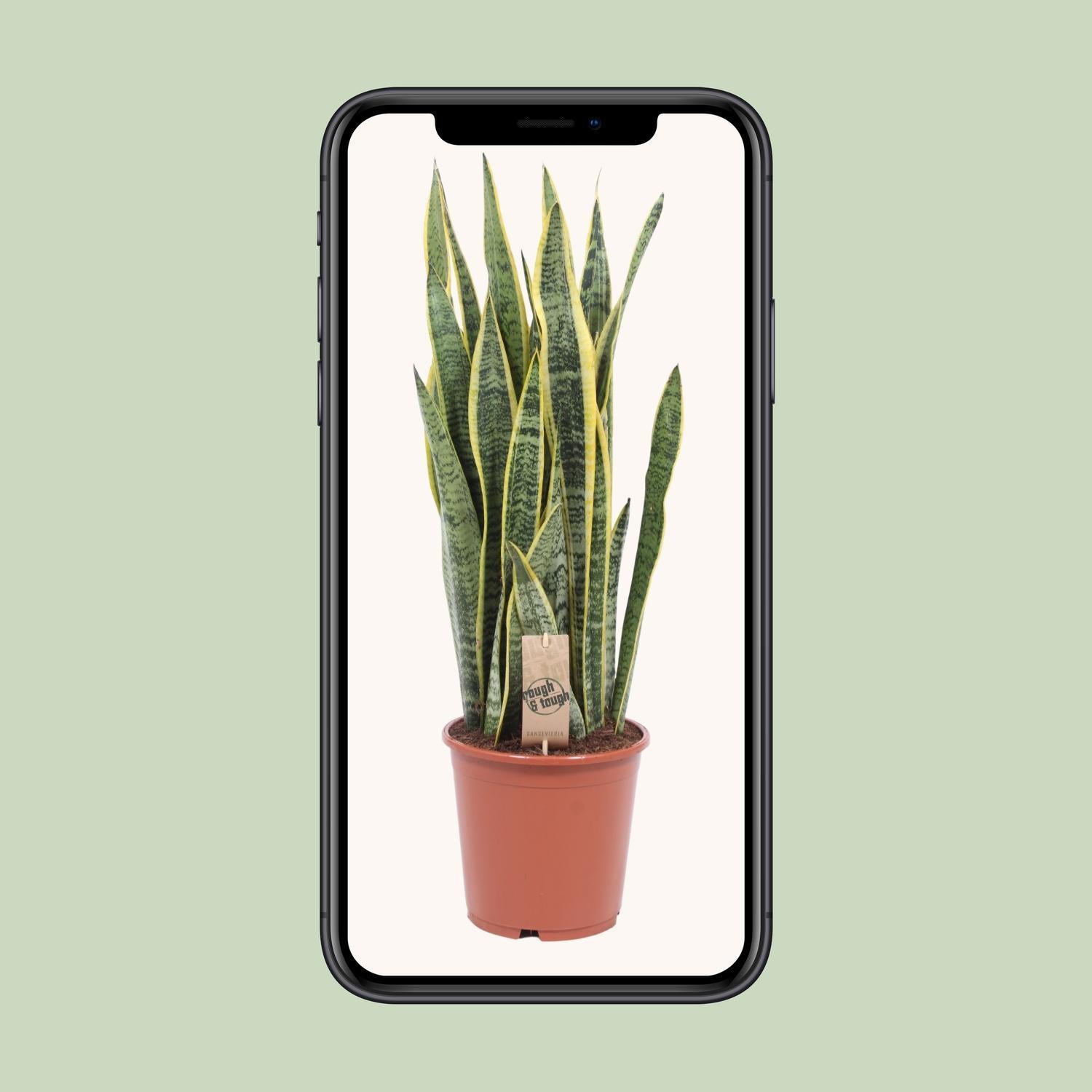 Sansevieria Laurentii - Ø21cm - ↕80cm