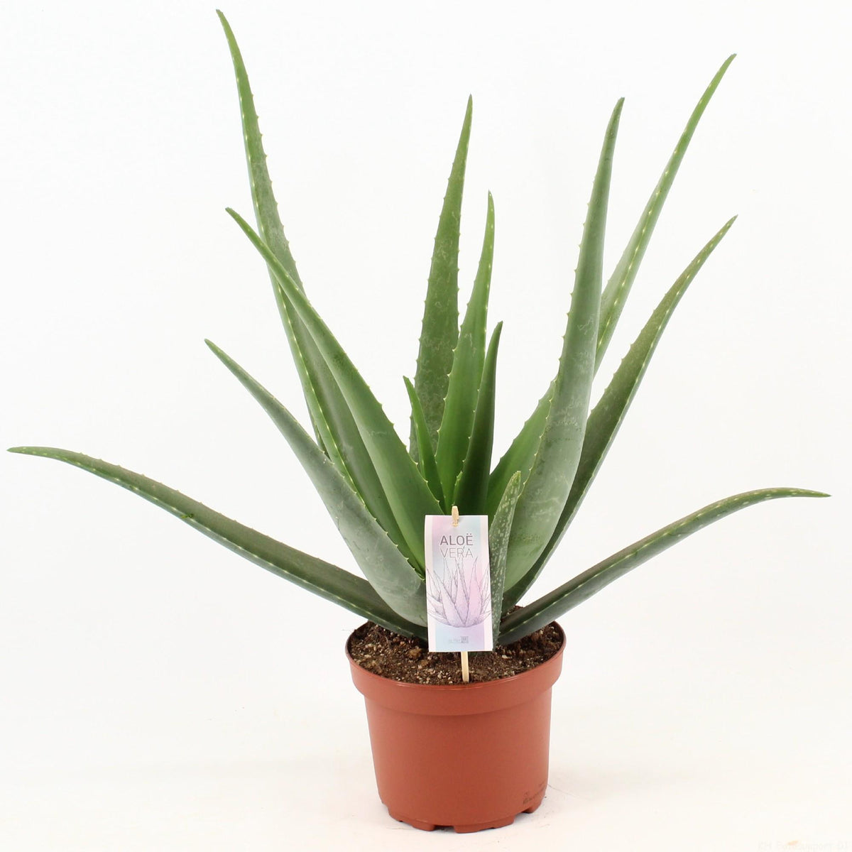 Aloe Vera - Ø19cm