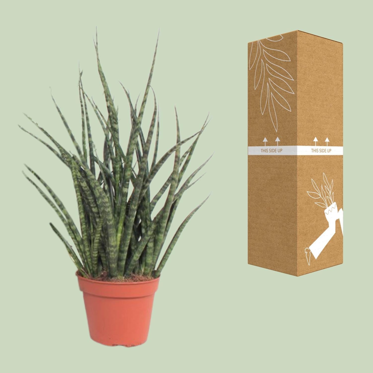 Sansevieria Fernwood Punk - Ø12cm - ↕30cm