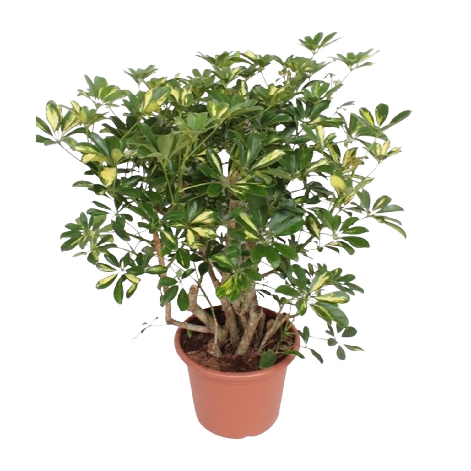 Schefflera Gold Capella verzweigt - 130 cm - ø40