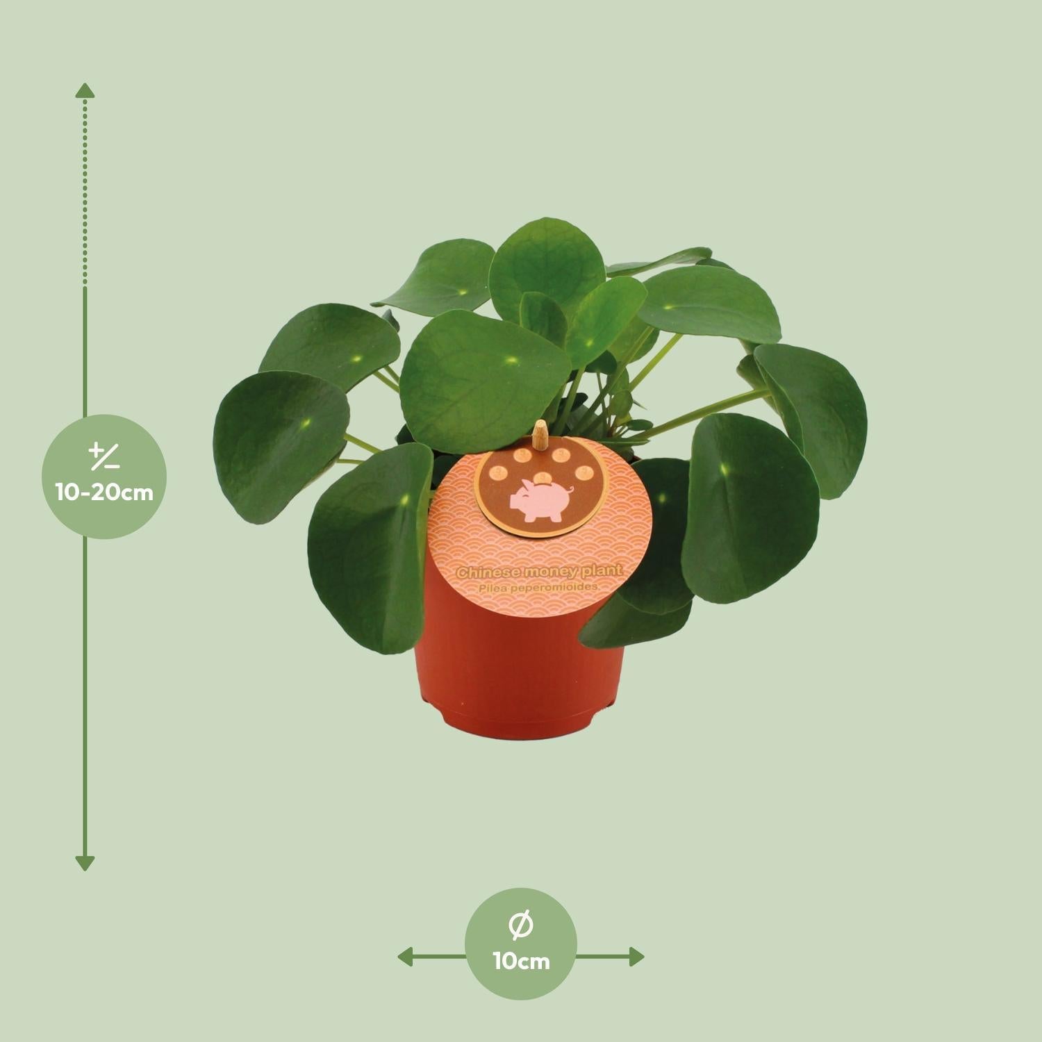 Chinesischer Geldbaum - Pilea Peperomioides - Ø11cm - ↕15cm