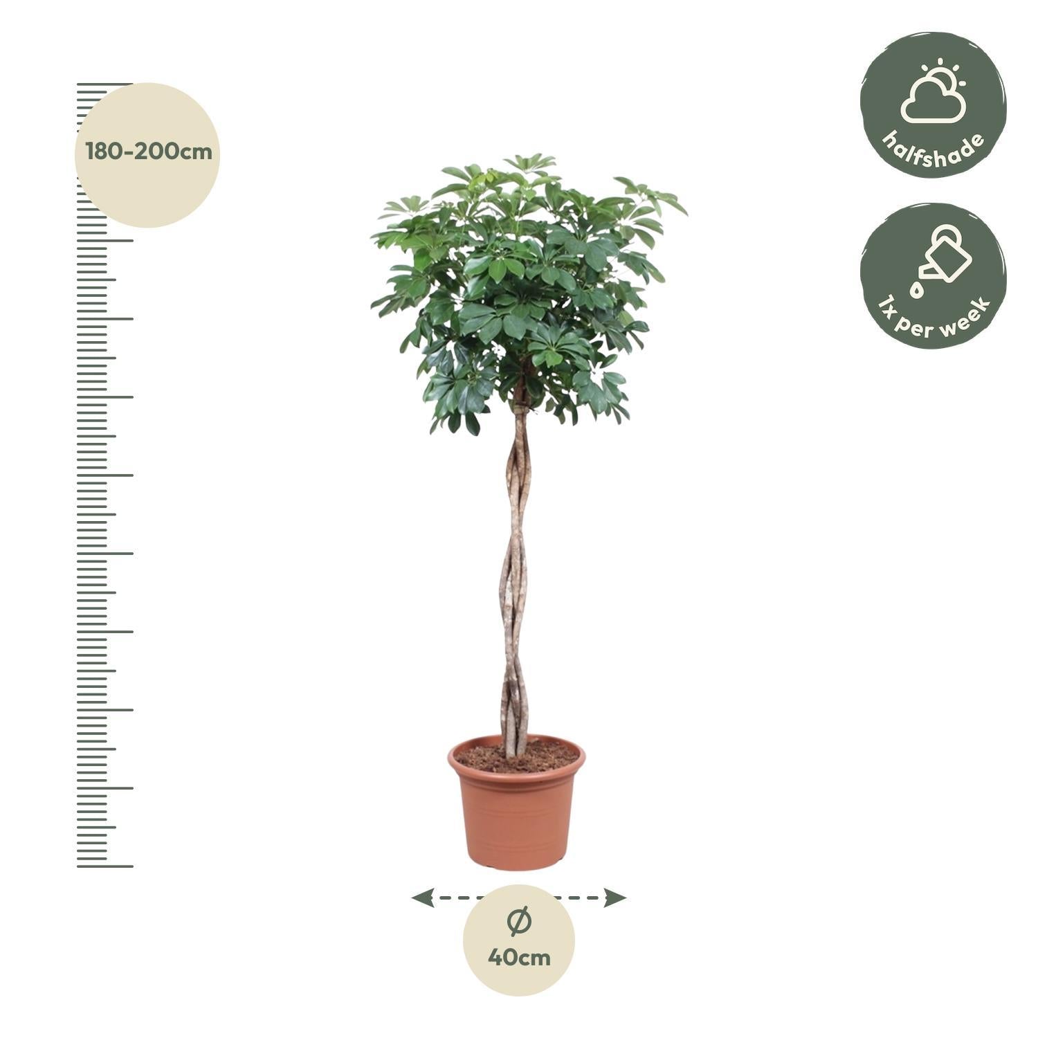 Schefflera Arboricola Compacta geweven steel - 190 cm - ø40