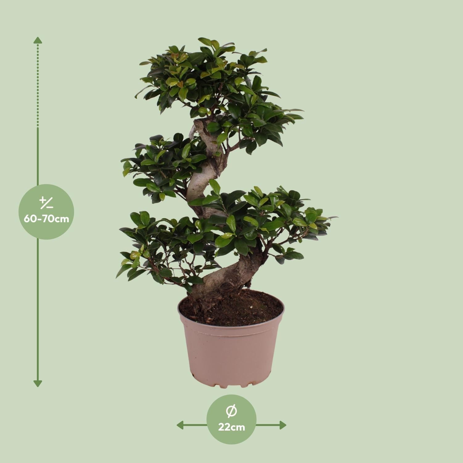 Ficus microcarpa Ginseng - Ø22cm - ↕70cm