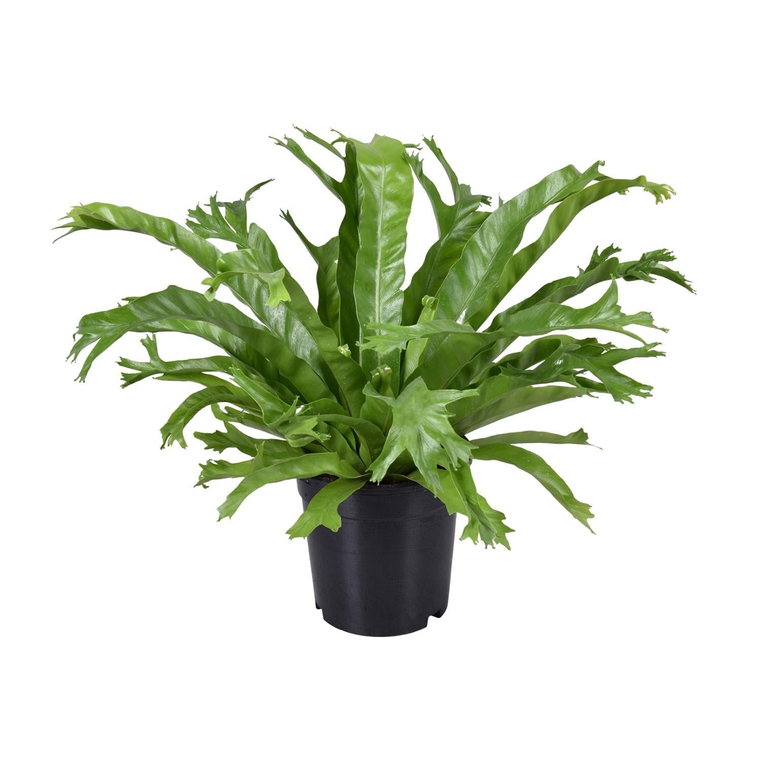 Vogelnestfarn - Asplenium Nidus Crissie - Ø17cm - ↕40cm