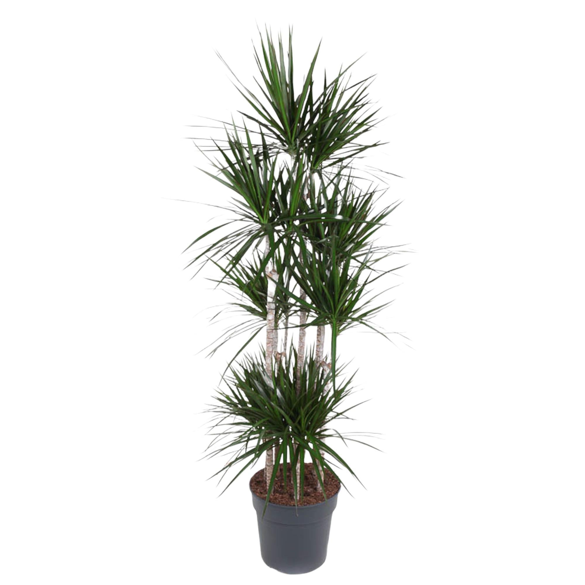 Drachenbaum Marginata - Dracaena Marginata Carrousel - 190 cm - ø34