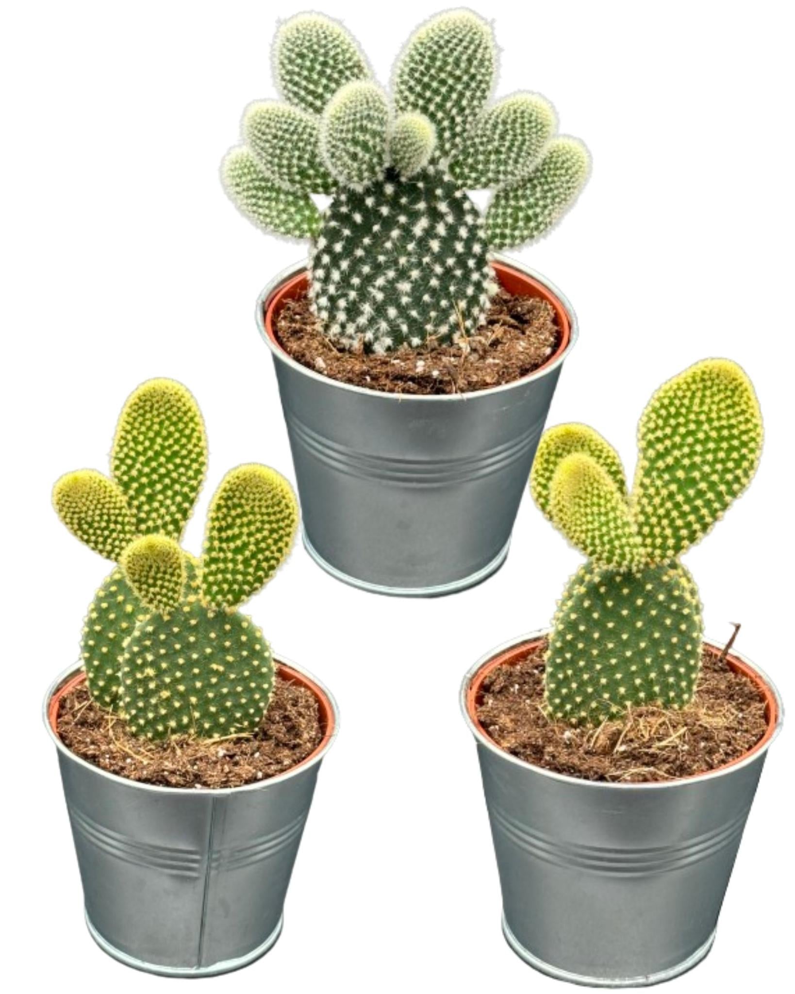 Hasenohrkaktus auch Engelsohr - opuntia microdasys- 8.5cmØ- 15-20cm Höhe  - Zink Topf   3 Stück