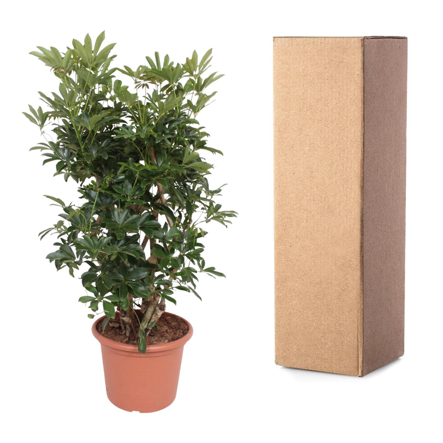 Schefflera Arboricola Compacta vertakt - 140 cm - ø40