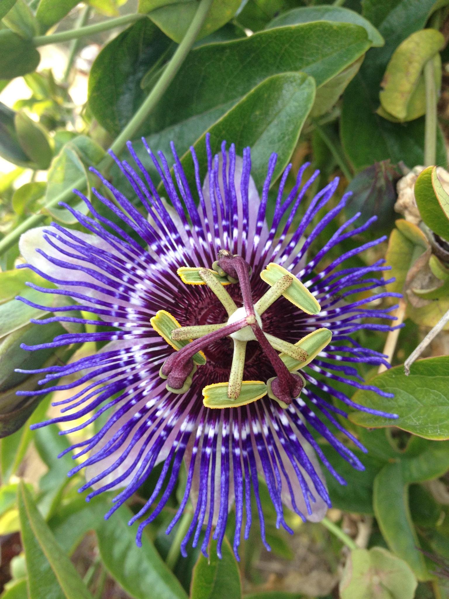 Passiflora 'Purple Haze' - paarse passiebloem